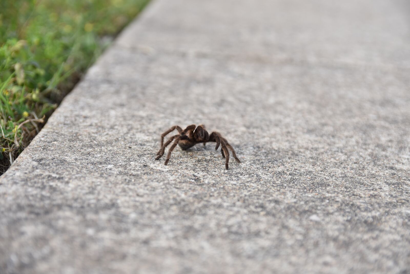 Nikon D7200 sample photo. Spider, animal, insect photography