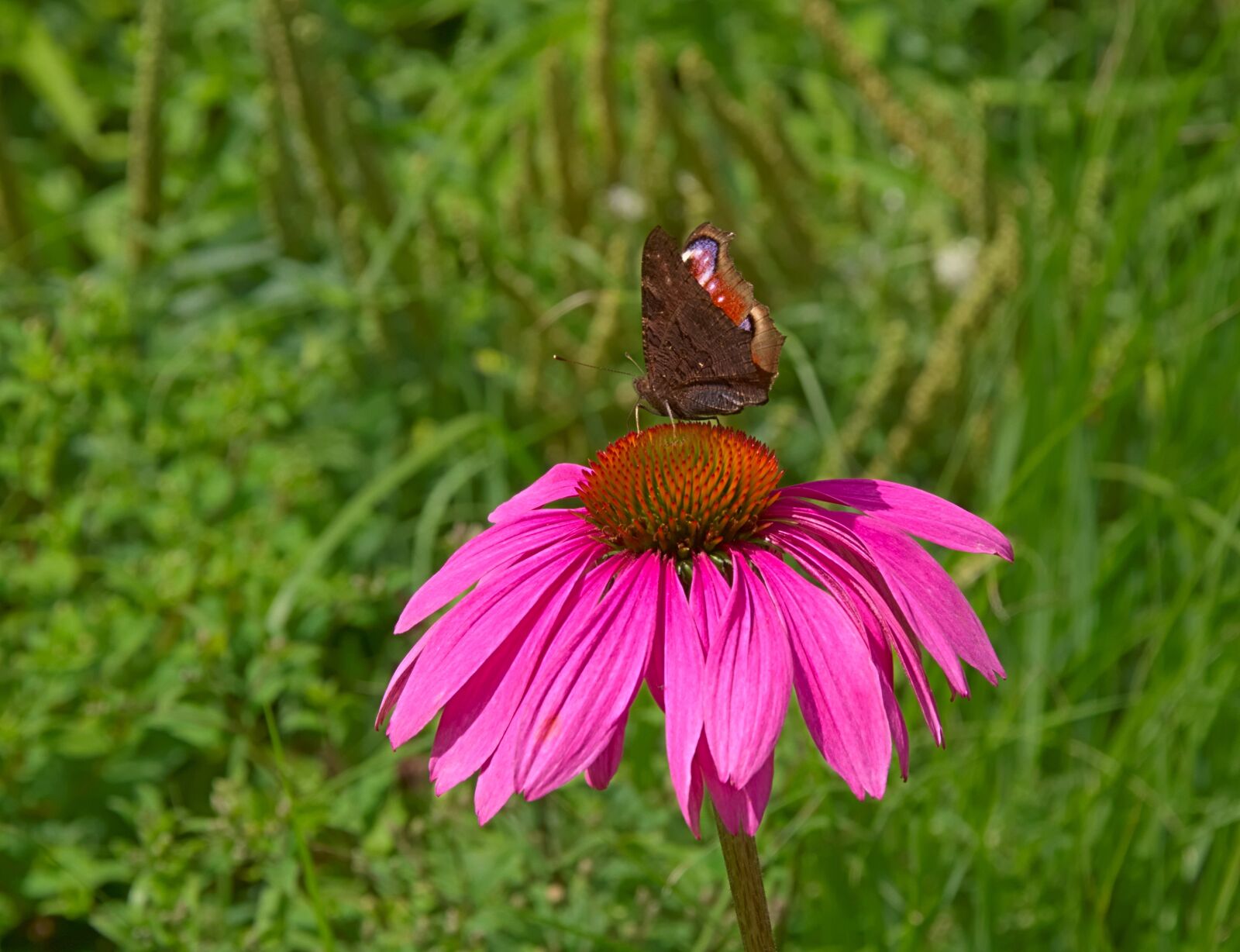 Nikon D3300 sample photo. Flower, pink, blossom photography