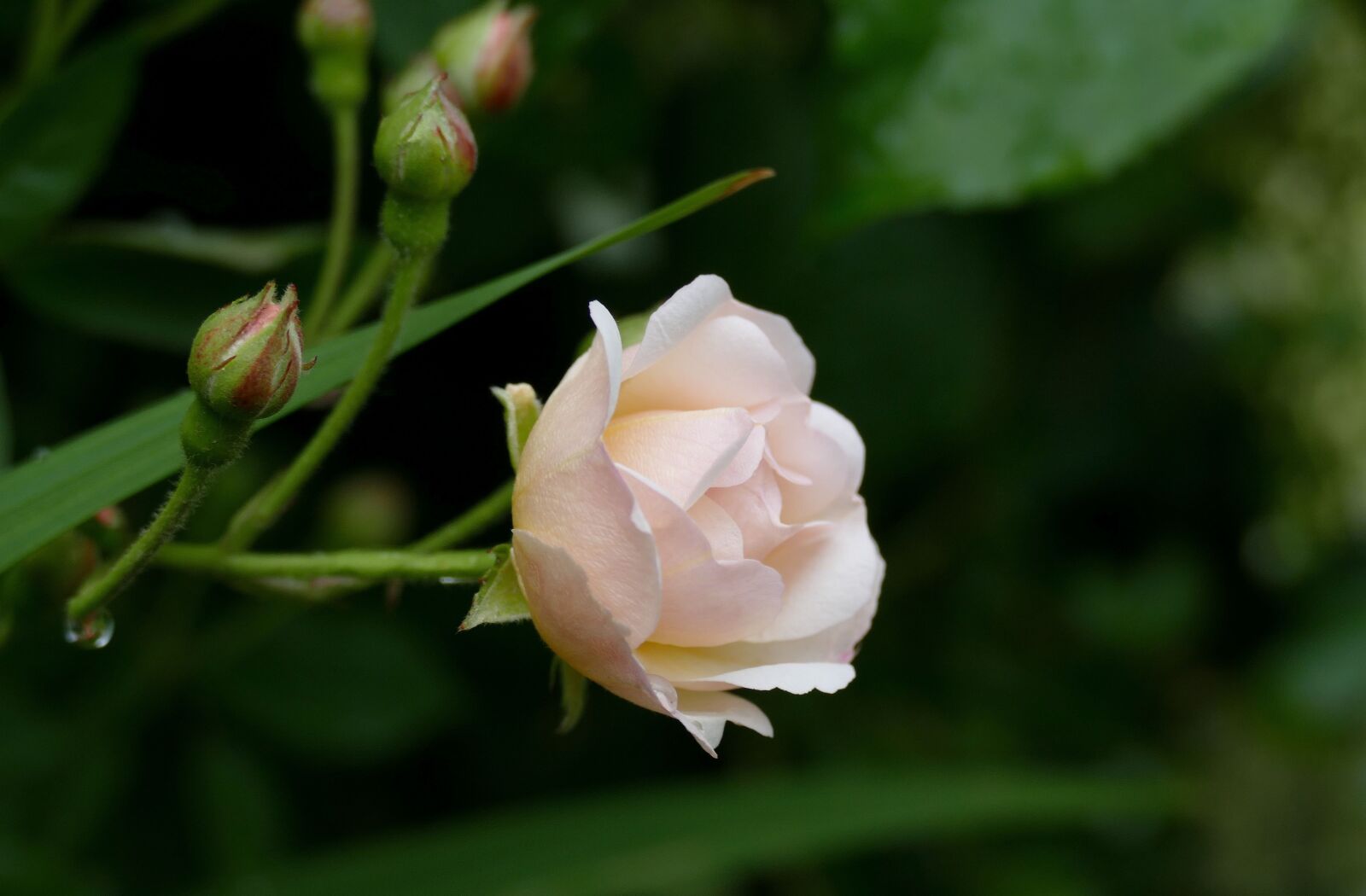 Panasonic Lumix DMC-FZ1000 sample photo. Rose trier, garden, nature photography