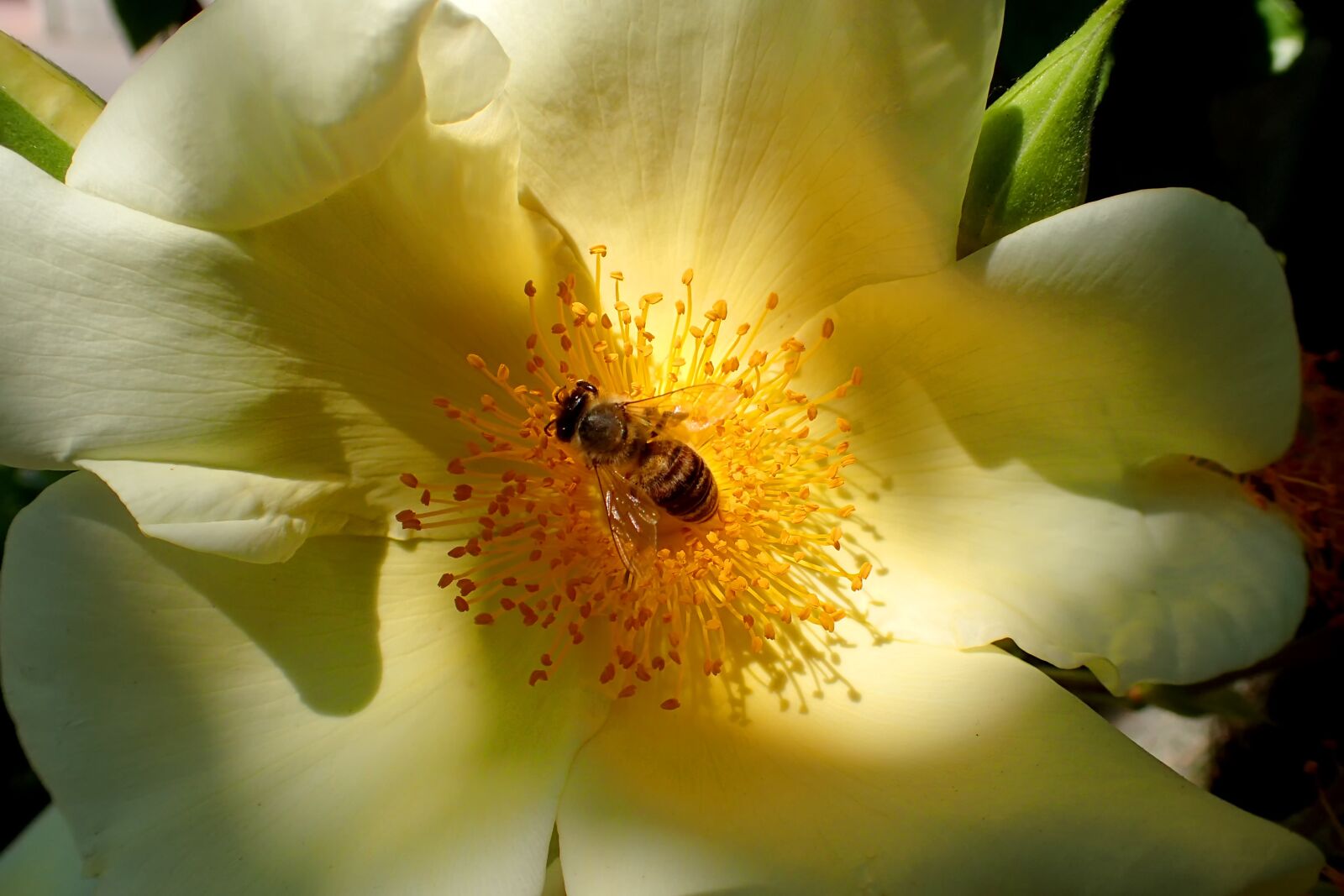 Olympus TG-3 sample photo. Nature, flower, plant photography