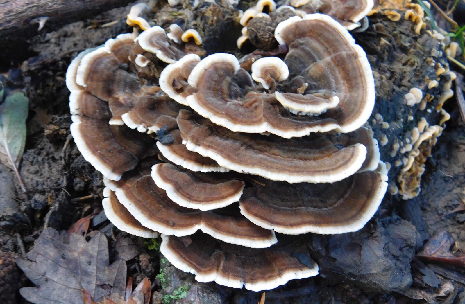 Nikon Coolpix L840 sample photo. Poison, spore, fungus, moss photography