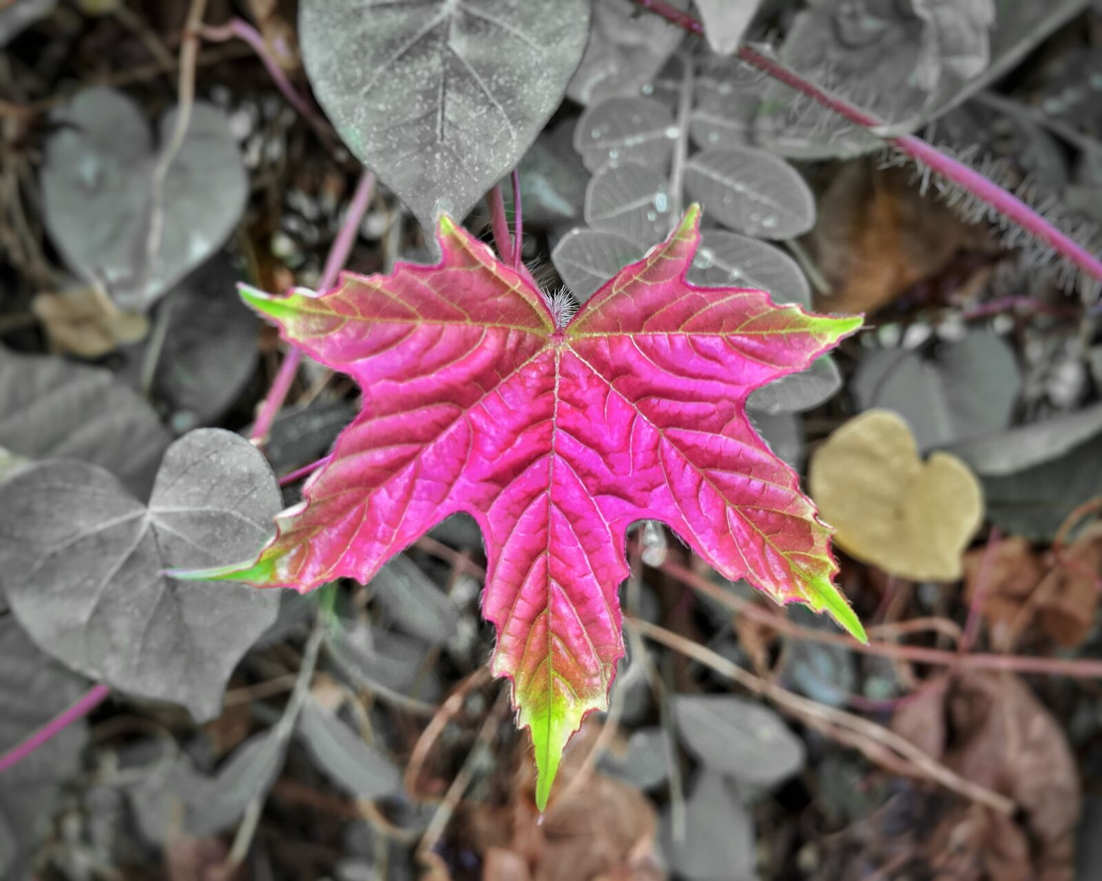 iPhone SE back camera 4.15mm f/2.2 sample photo. Autumn leaves, autumn, nature photography