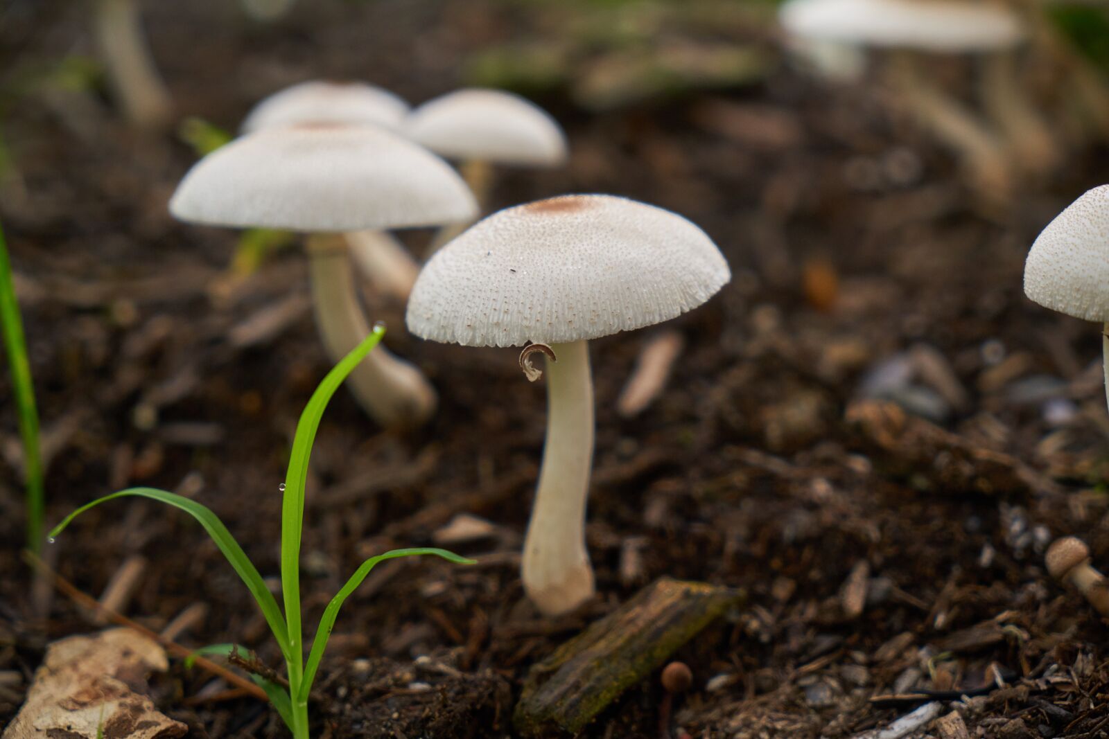 Sony a7R II sample photo. Mushroom, white, color image photography