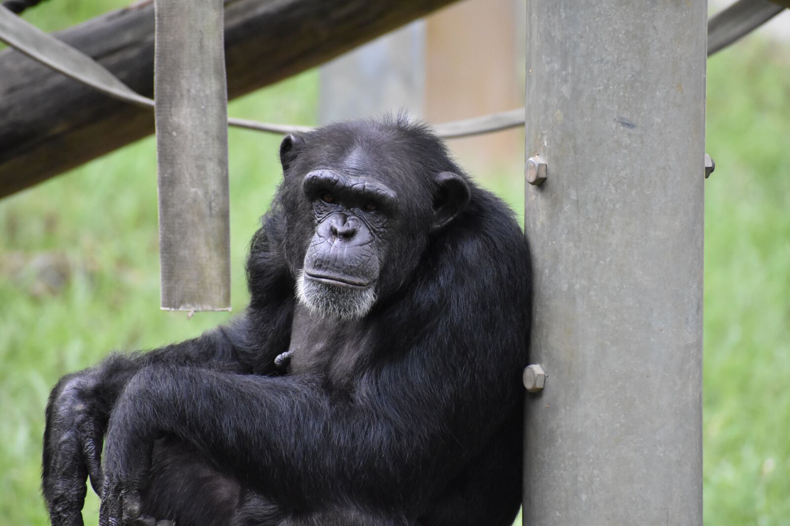 Nikon D5600 sample photo. Zoo, animal, chimpanzee photography