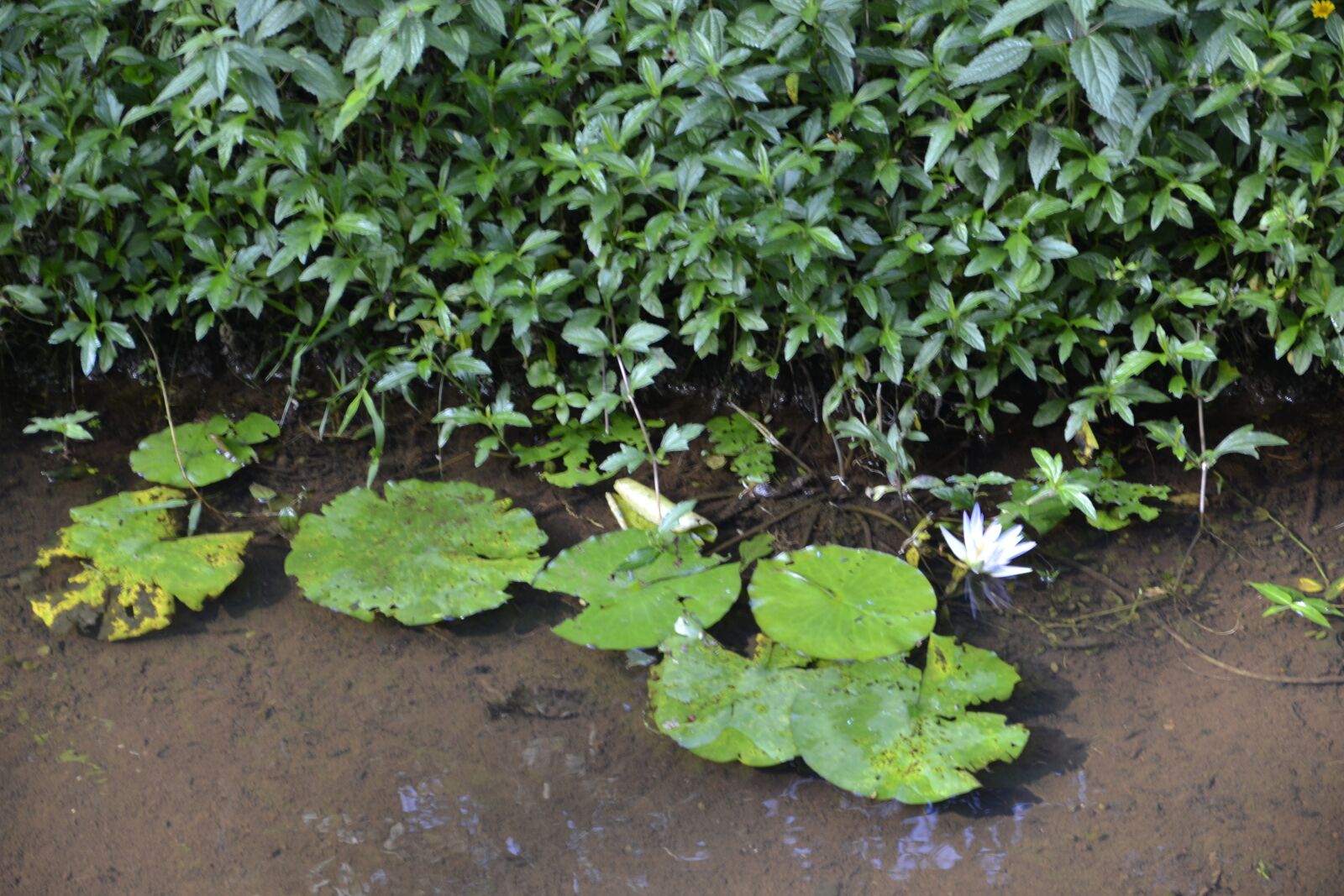 Nikon D3100 sample photo. Foliage, nature, plant photography