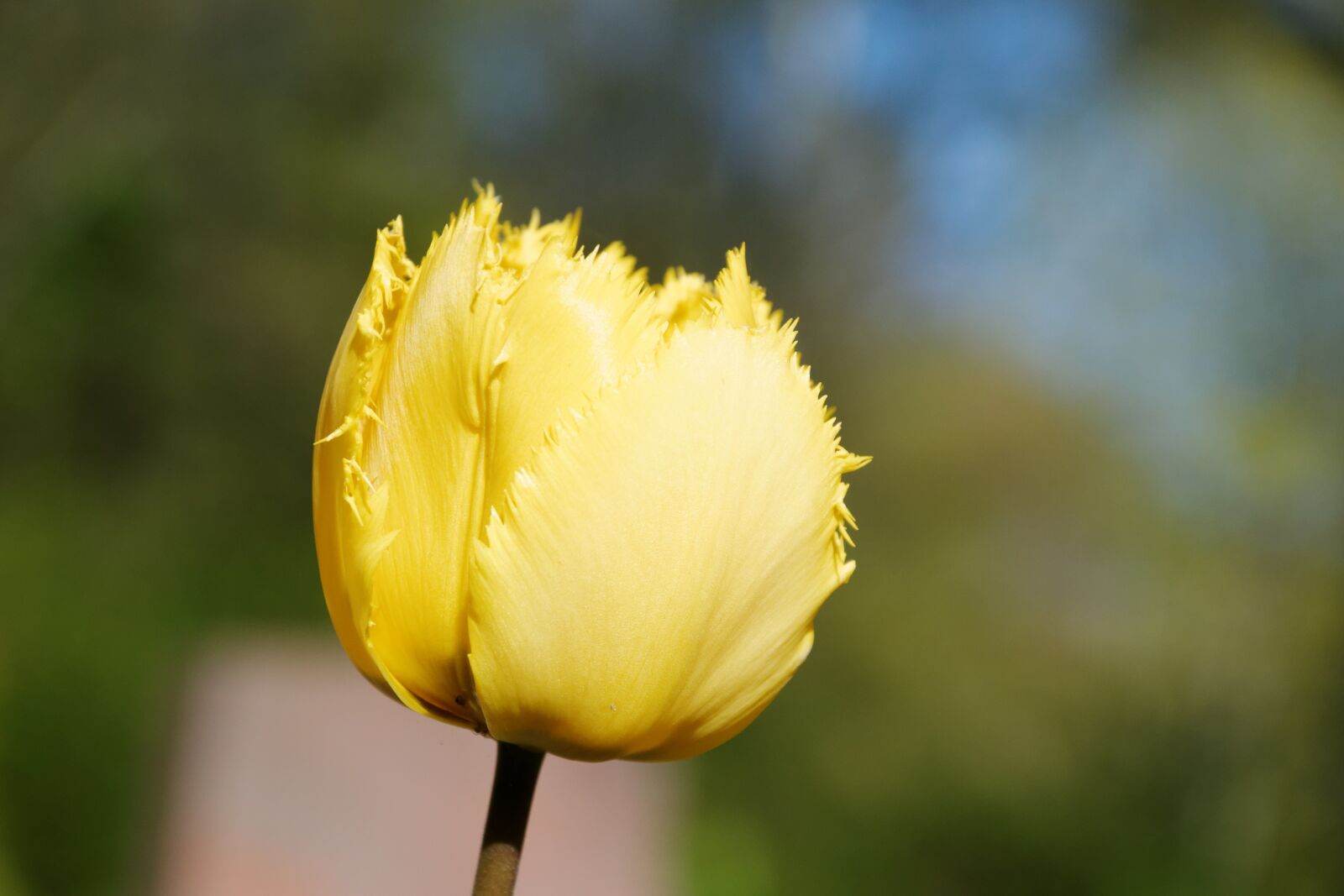 Nikon D5300 sample photo. Tulips, flowers, flower photography