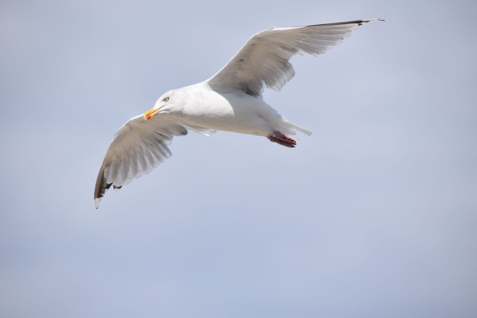 Nikon D5600 sample photo. Gull, a species of photography