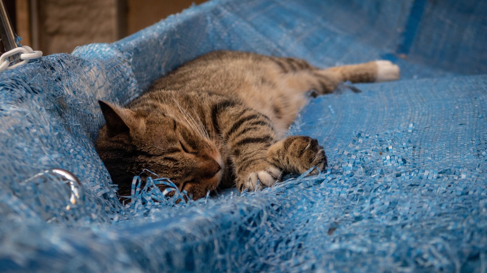Canon PowerShot G7 X Mark II sample photo. Cat, fur, animal photography