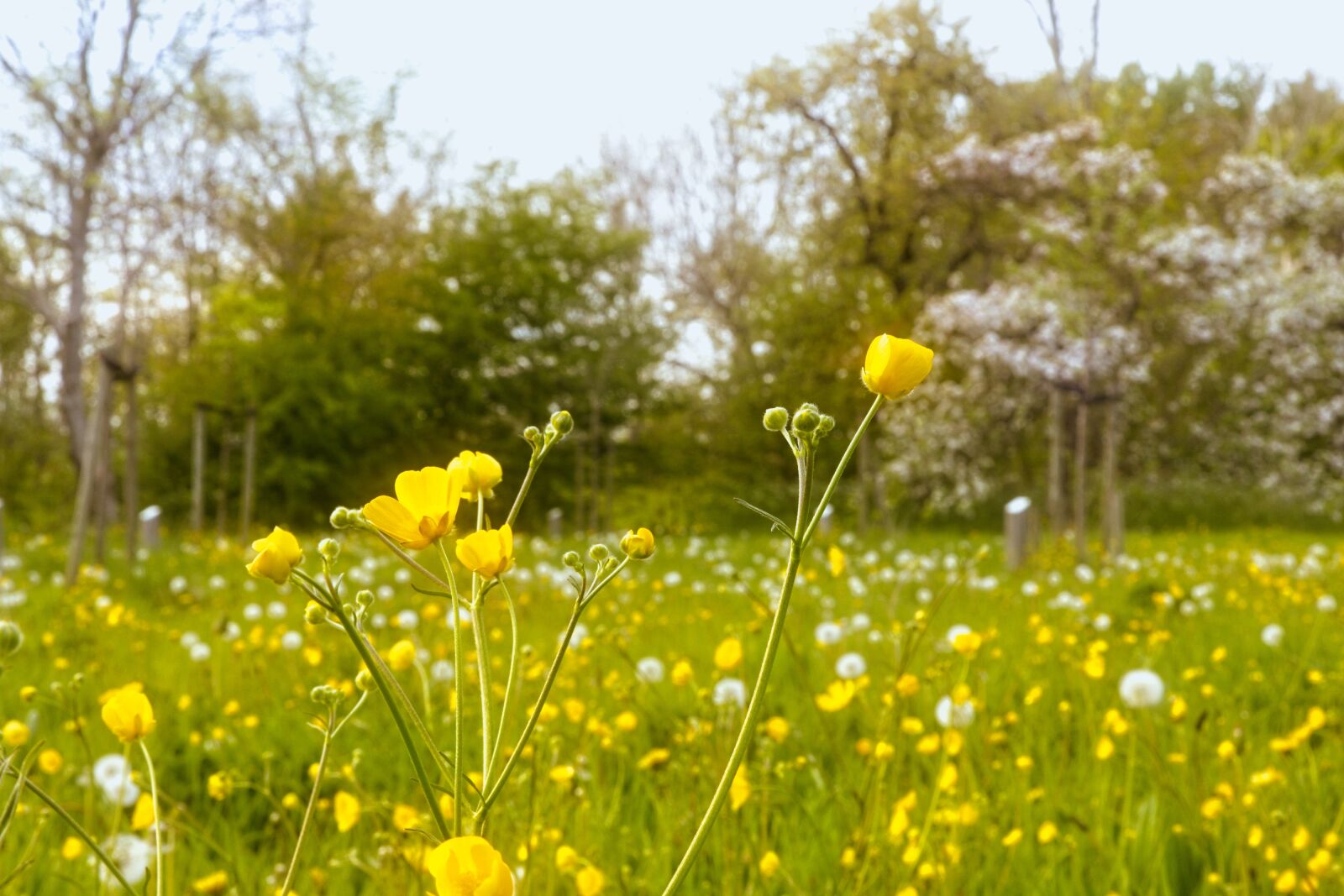Tamron SP 24-70mm F2.8 Di VC USD G2 sample photo. Buttercups, dandelions, meadow photography