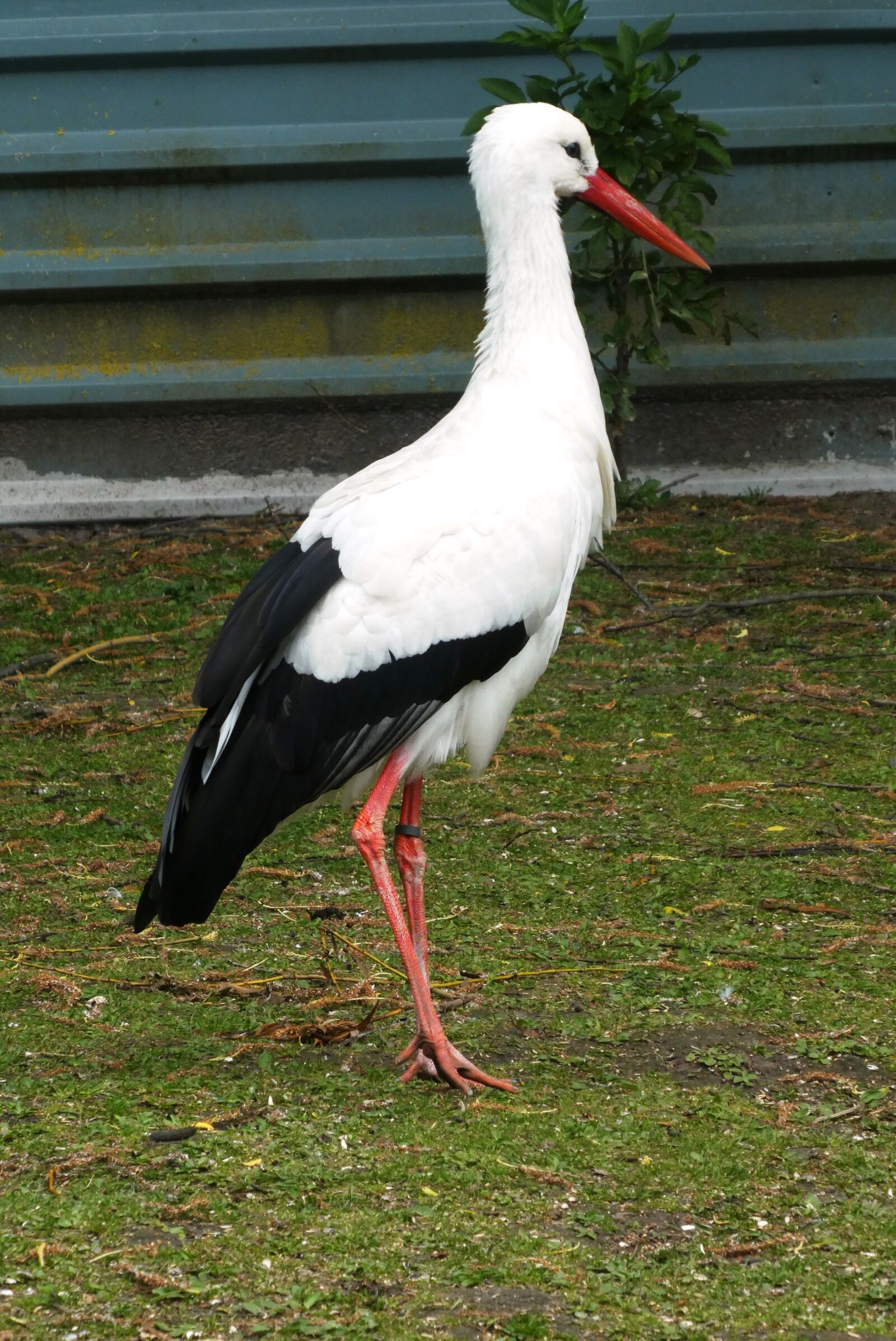 Panasonic Lumix DC-ZS70 (Lumix DC-TZ90) sample photo. Stork, bird, beak photography