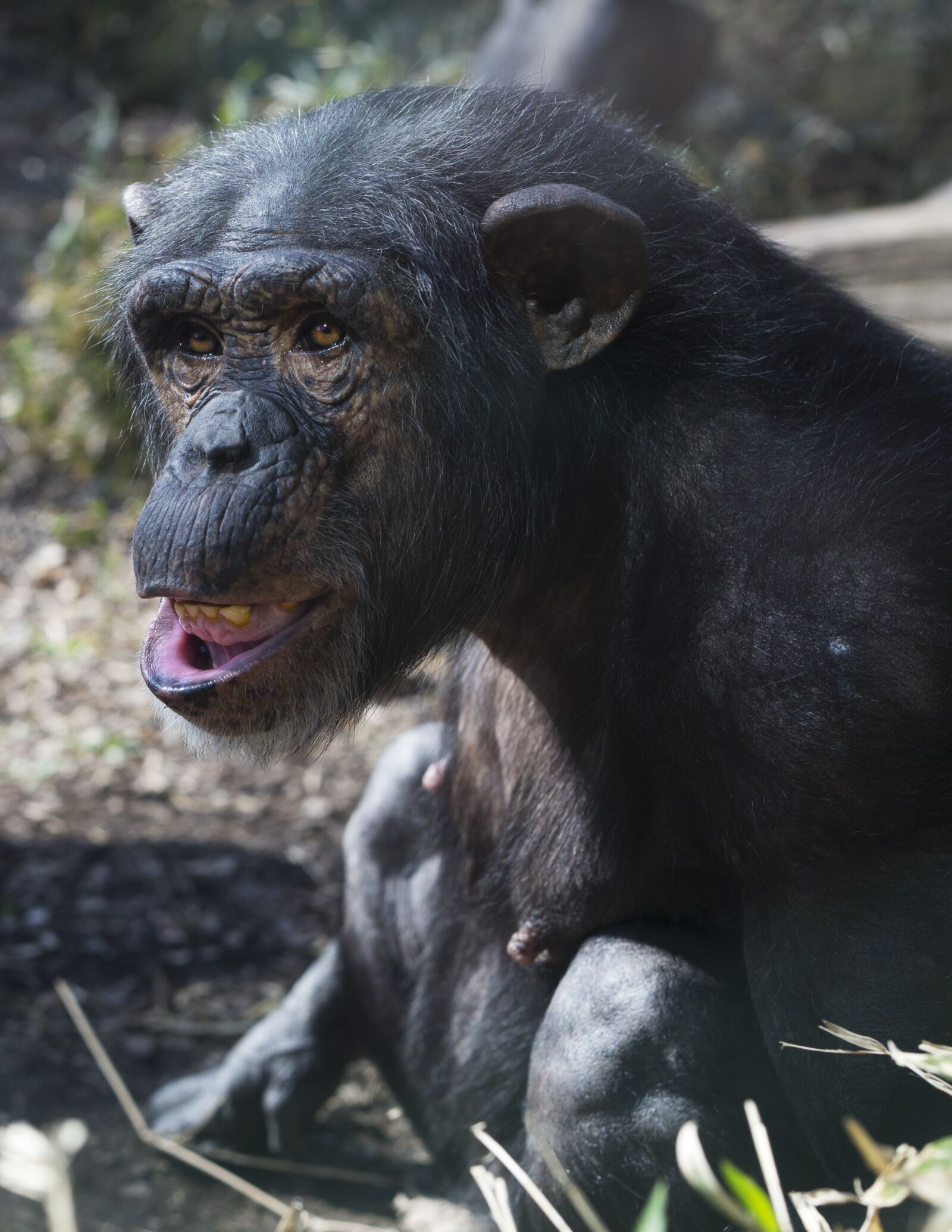 Canon EF 50mm F1.8 II sample photo. Chimp, zoo, monkey photography