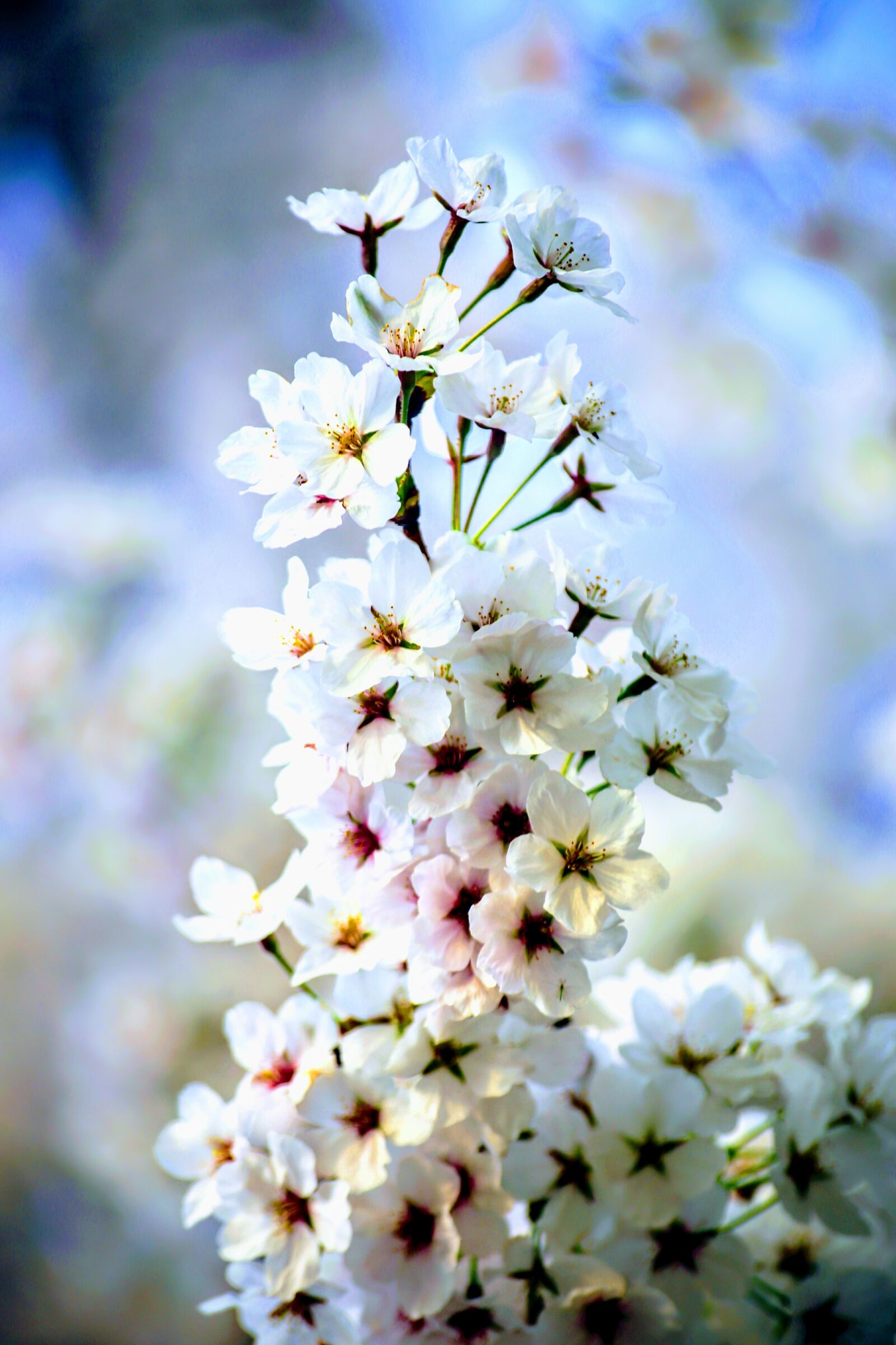 Canon EOS 6D sample photo. Flower, flora, nature photography