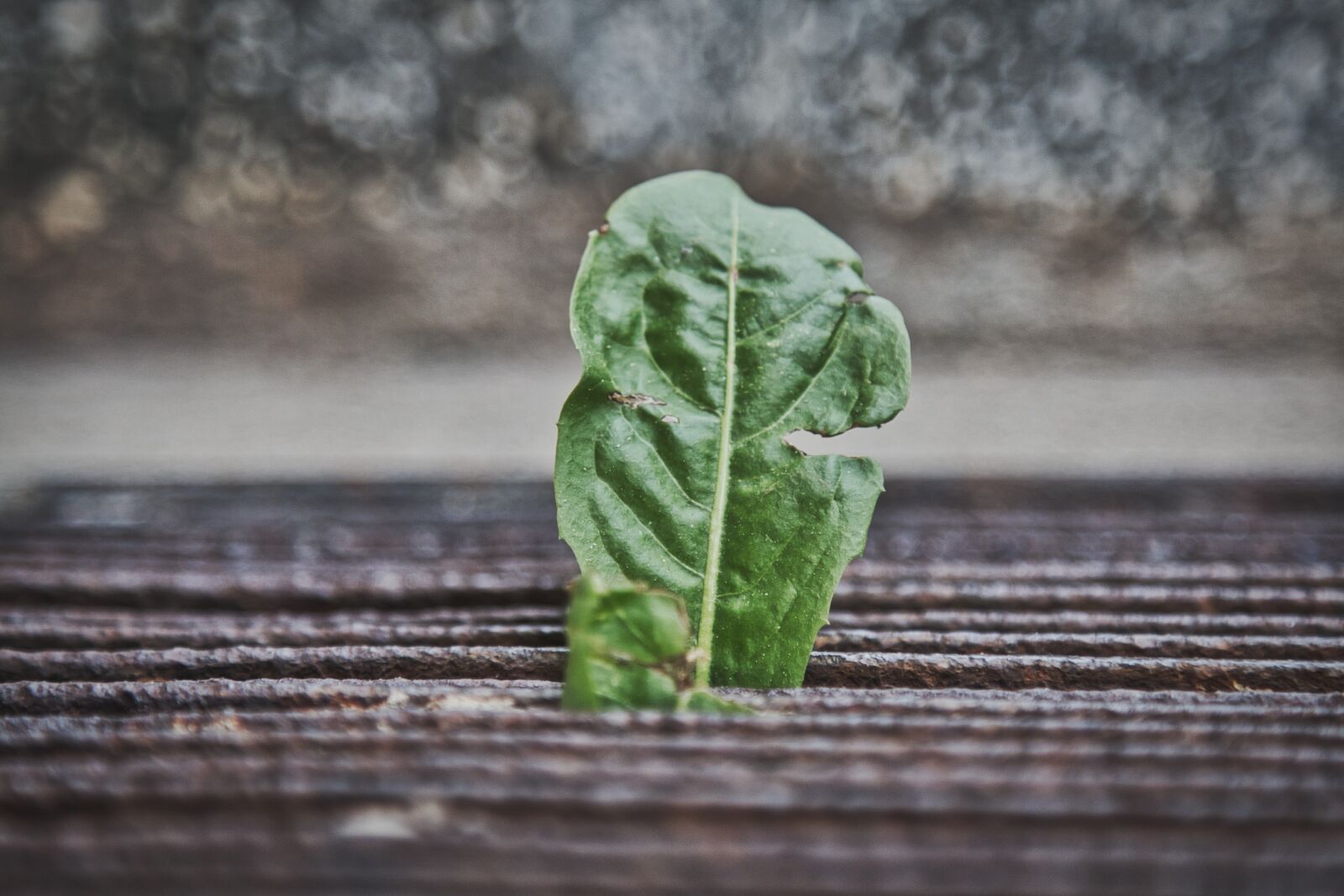 Canon EOS 70D + Canon EF 24-105mm F4L IS USM sample photo. Leaf, abandoned, lonely photography