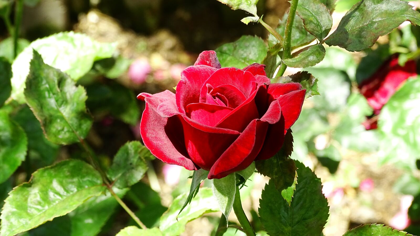 Sony Cyber-shot DSC-HX400V sample photo. Rose, red, flowers photography