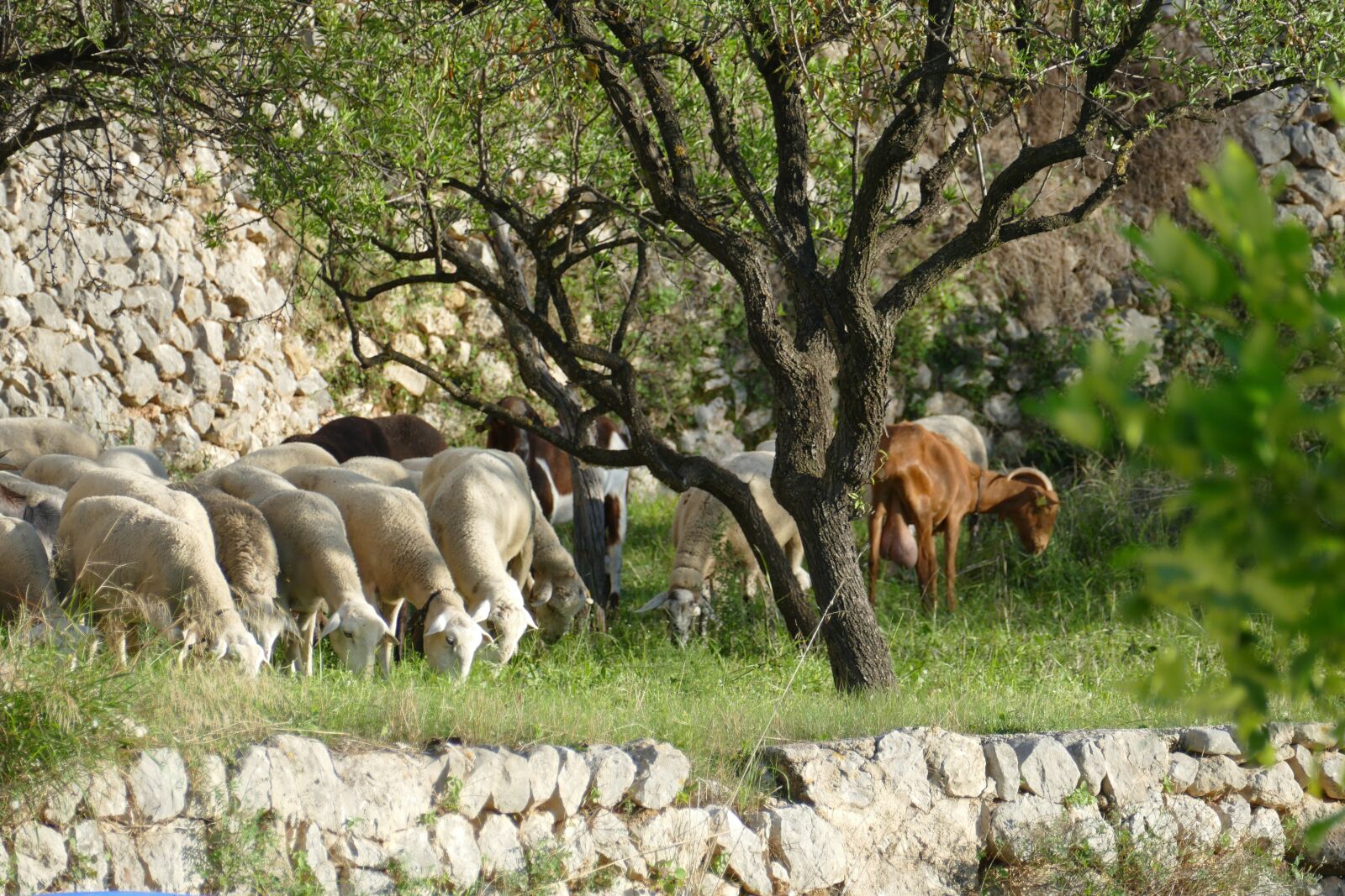 Panasonic Lumix DMC-FZ1000 sample photo. Sheep, goat, herd photography