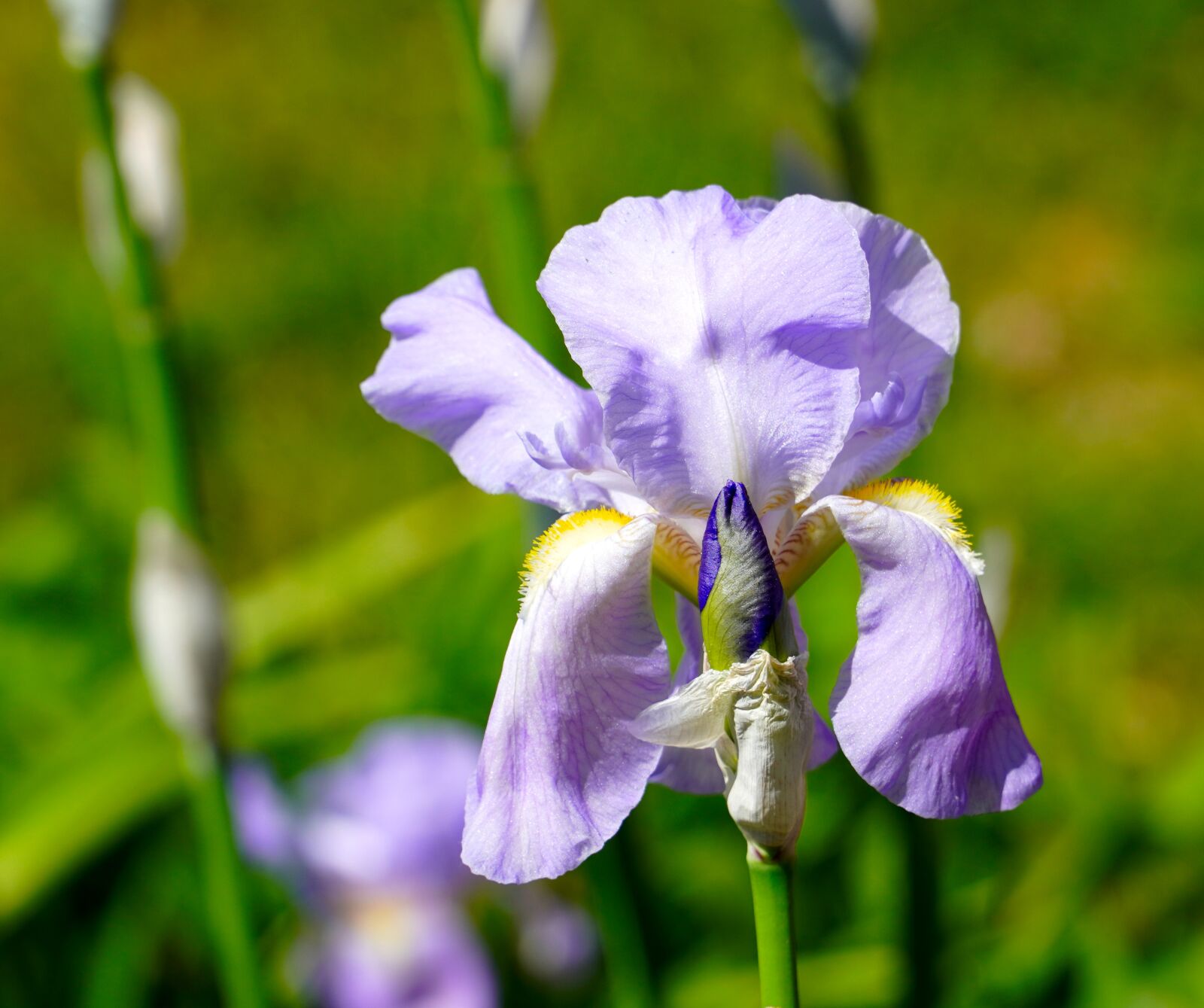 Sony E PZ 18-105mm F4 G OSS sample photo. Iris, blossom, bloom photography