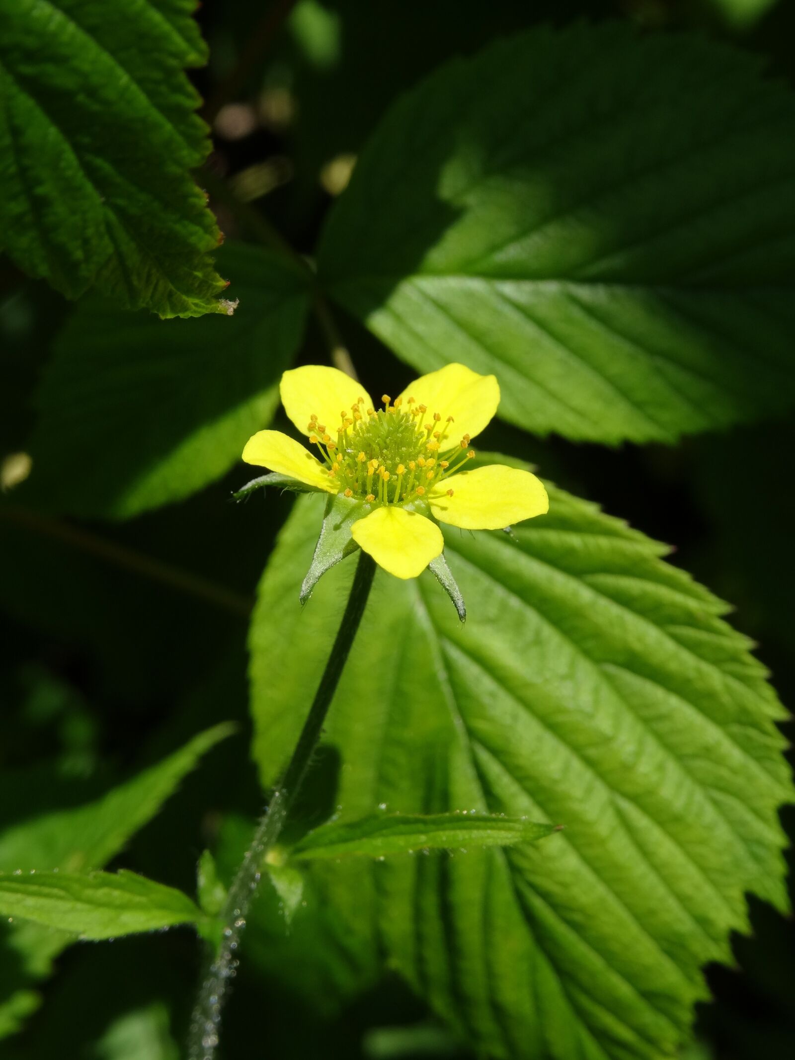 Sony Cyber-shot DSC-HX50V sample photo. Burning crowfoot, ranunculus flammula photography