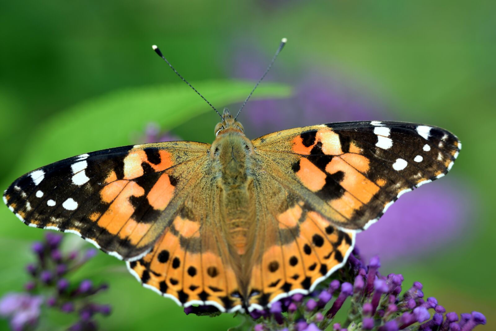 Nikon D5300 sample photo. Butterfly, animal, insect photography