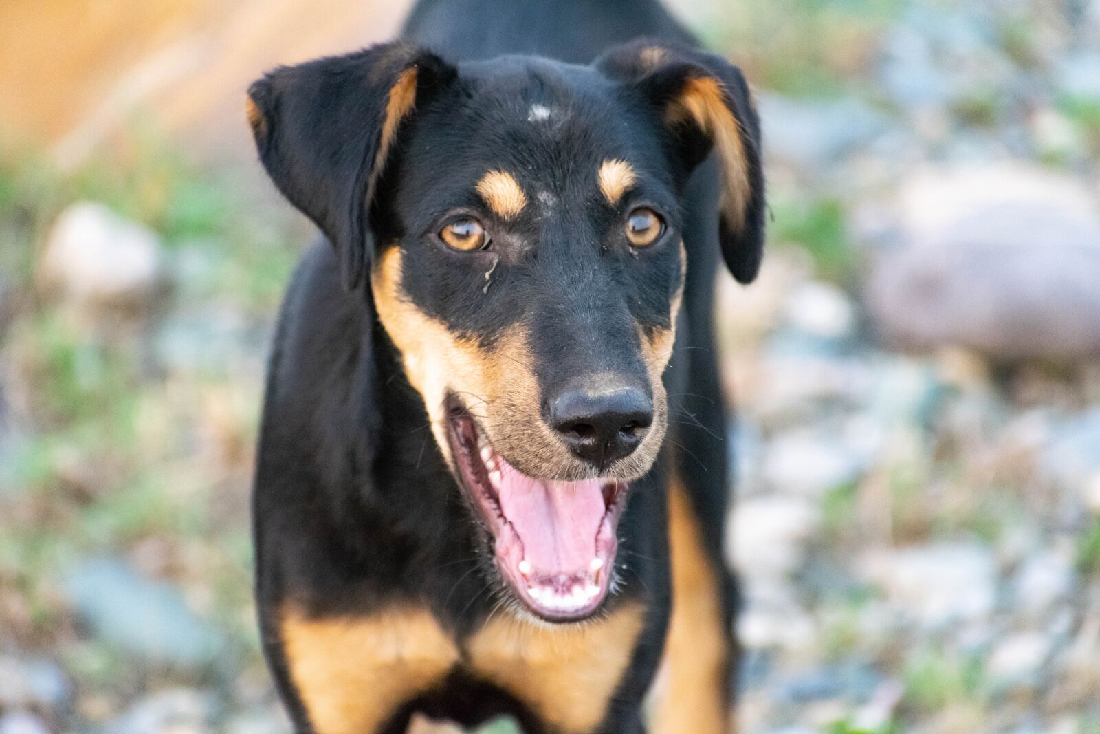 Nikon D3300 sample photo. Dog, black, animal photography