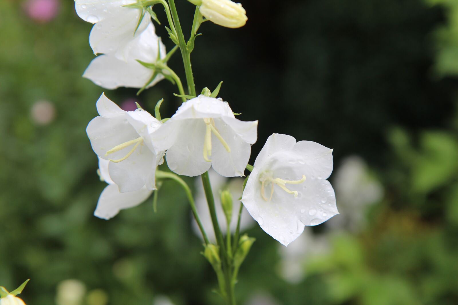 Canon EOS 600D (Rebel EOS T3i / EOS Kiss X5) sample photo. Bellflower, great bellflower, campanulac photography