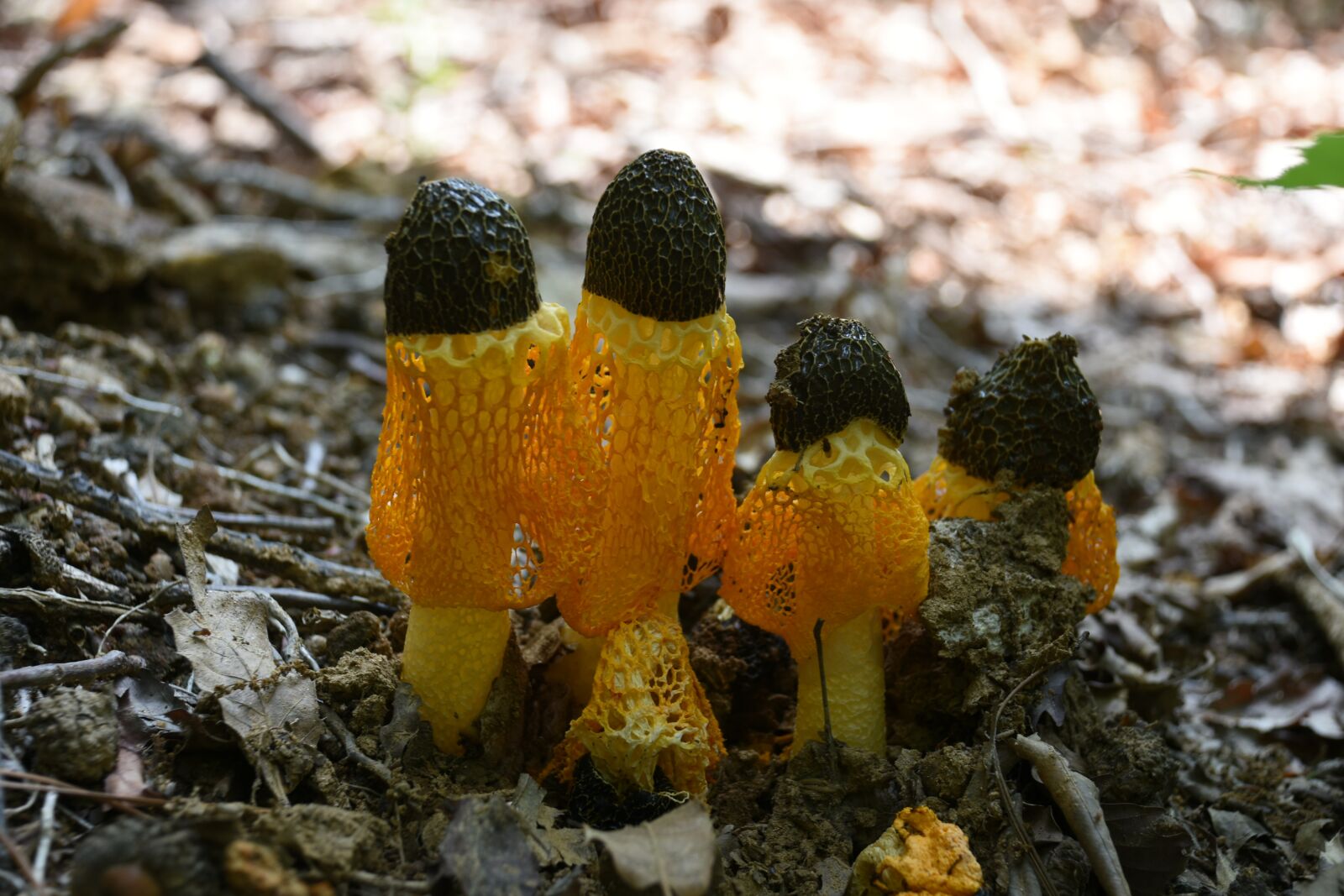 Nikon D7200 sample photo. Mushroom, yellow, net photography