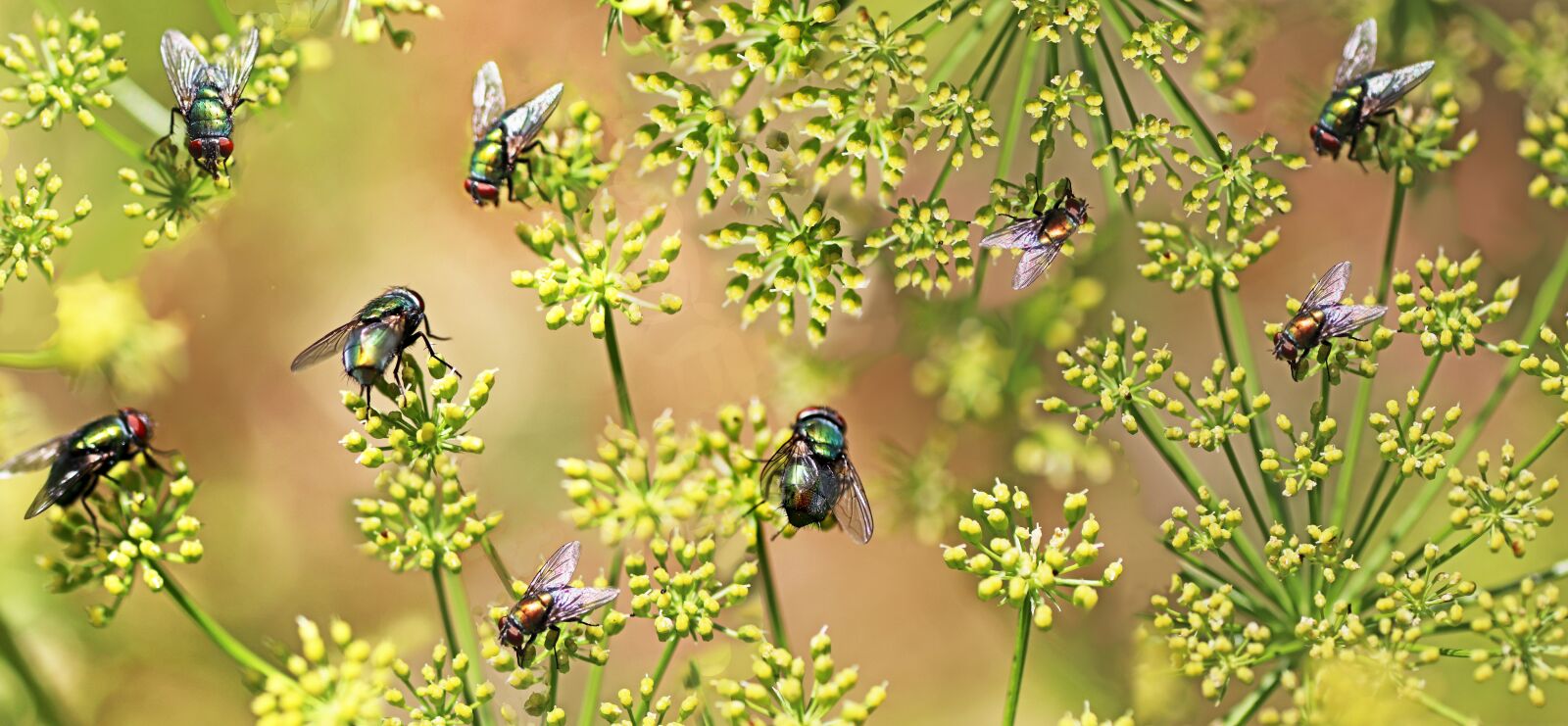 Tamron SP 90mm F2.8 Di VC USD 1:1 Macro sample photo. Flies, insects, wildlife photography