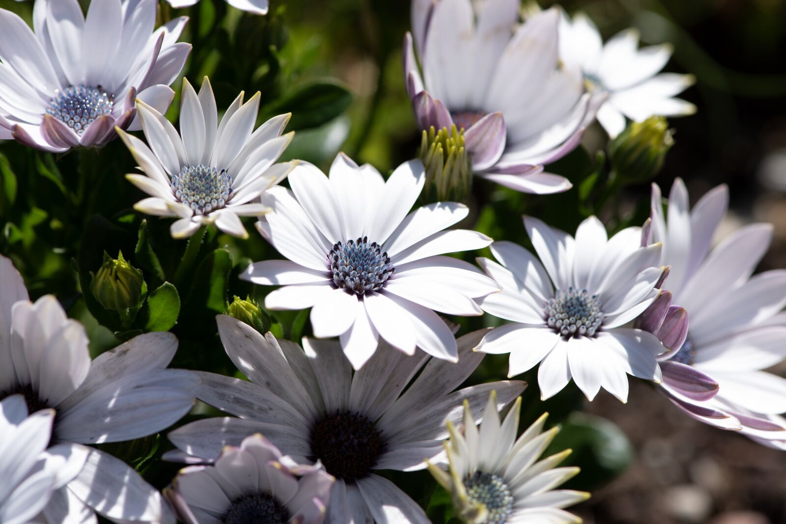 Nikon D750 sample photo. Cape daisies, flowers, white photography