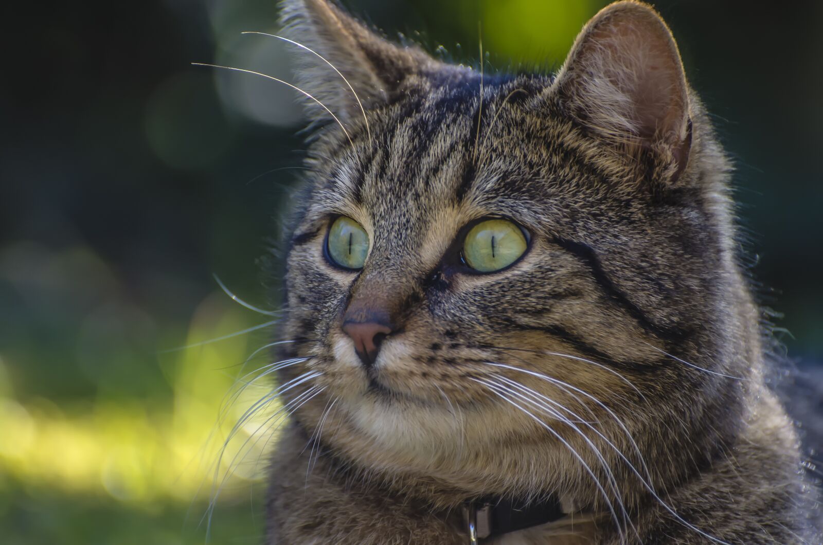 Nikon D7000 sample photo. Cat, bokeh, domestic cat photography