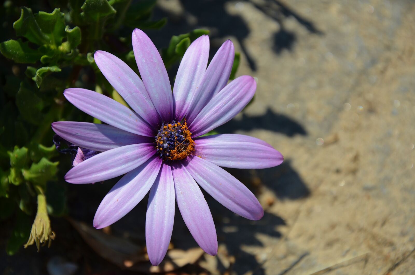 Nikon D7000 sample photo. Flower, spring, summer photography