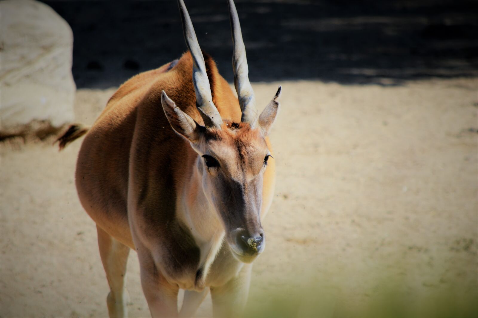 Nikon D3200 sample photo. Safari park, san diego photography