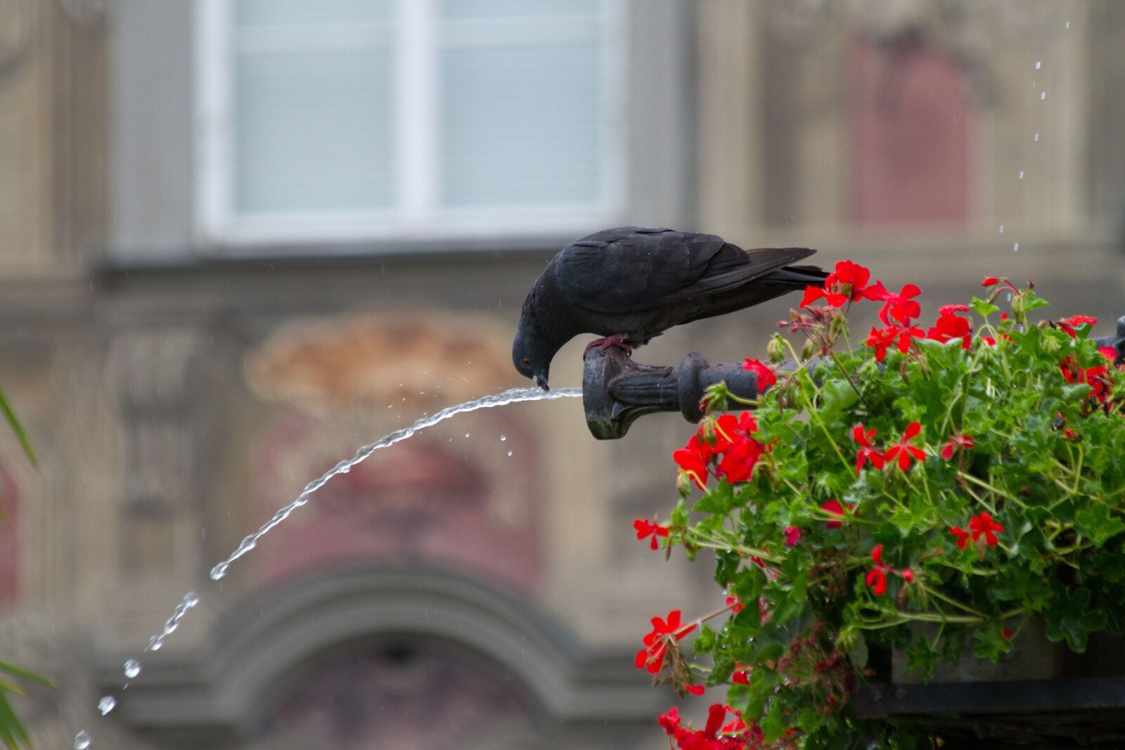 Canon EOS 7D + Canon EF 70-300mm F4-5.6 IS USM sample photo. Pigeon, water, fountain photography