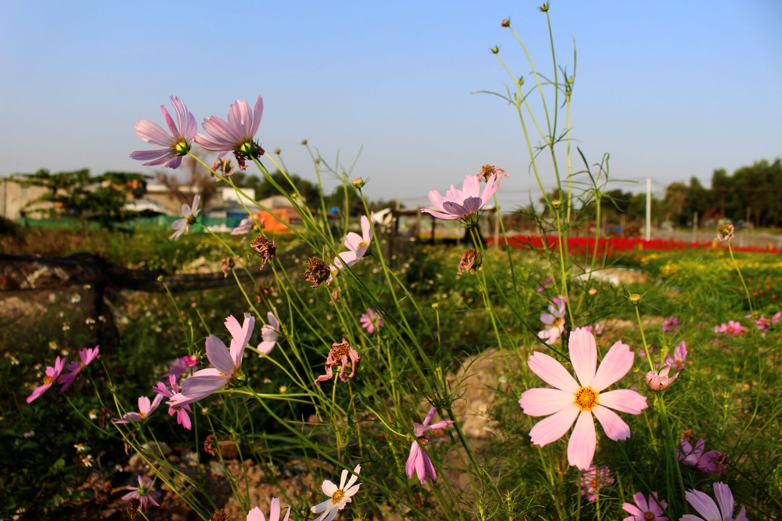 Canon EOS 700D (EOS Rebel T5i / EOS Kiss X7i) sample photo. Cosmos bipinnatus, flowers, happy photography