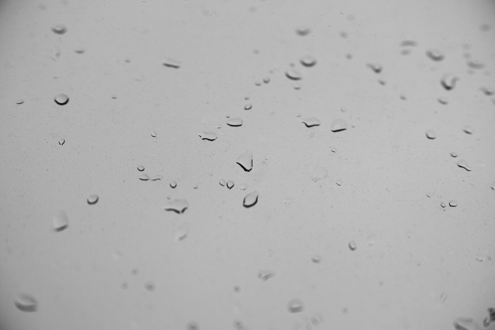 Sigma dp3 Quattro sample photo. Wet, rain, macro photography