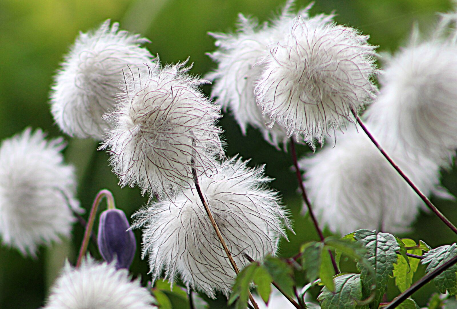 Canon EF75-300mm f/4-5.6 sample photo. Nature, flower, flora photography