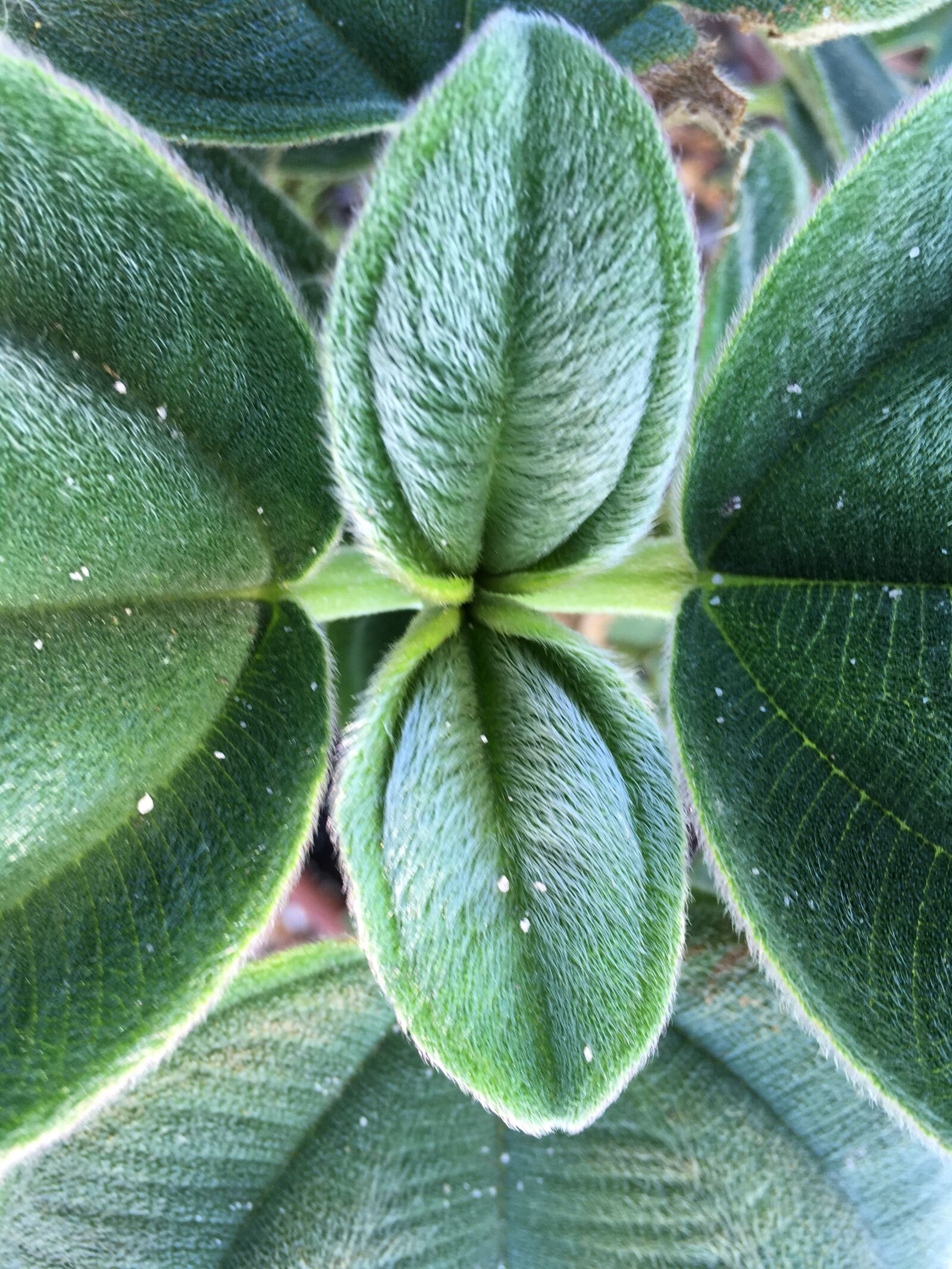 iPhone SE back camera 4.15mm f/2.2 sample photo. Fuzzy plant, plant, green photography