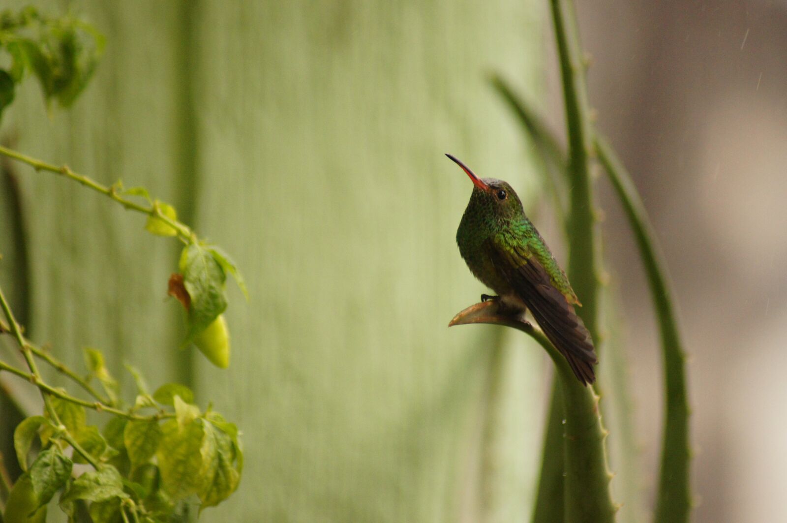 Sony SLT-A55 (SLT-A55V) sample photo. Birds, fauna, nature photography