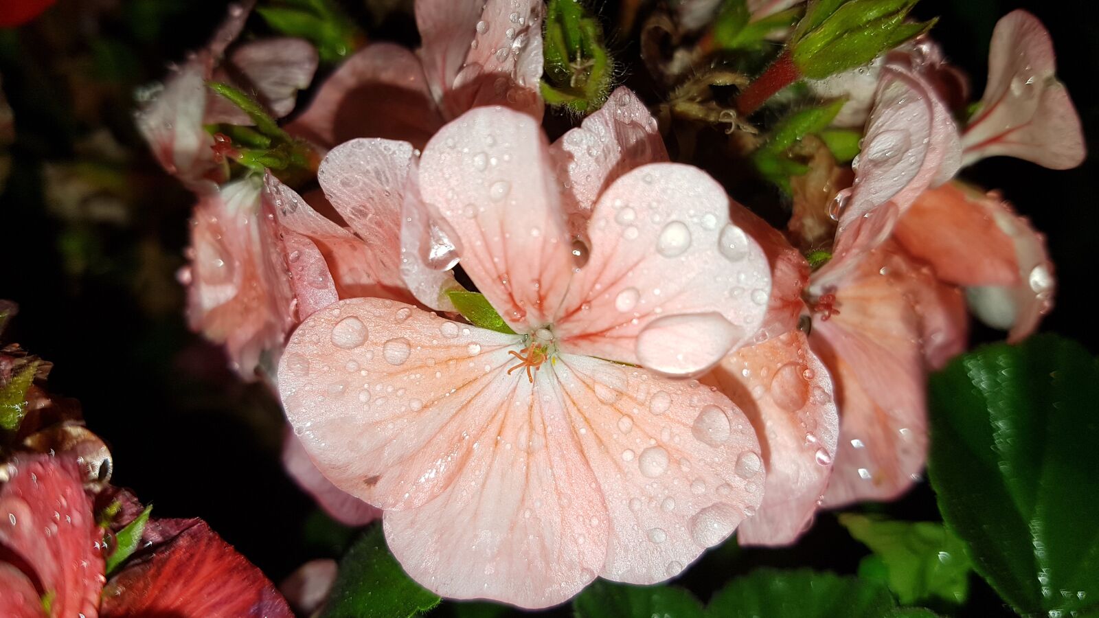 Samsung Galaxy S7 sample photo. Cream flower, wildflower, flower photography