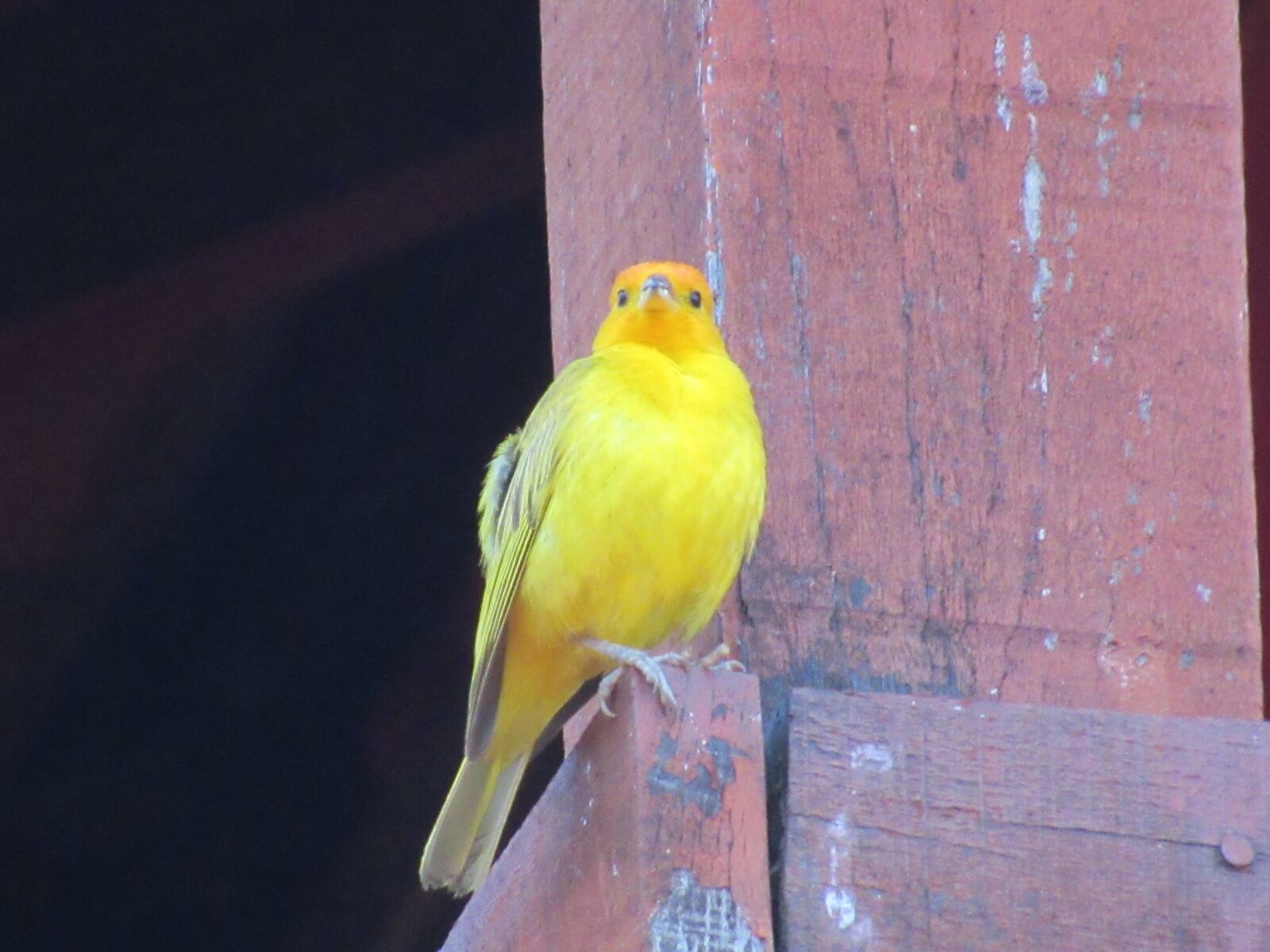 Canon PowerShot SX530 HS sample photo. Bird, nature, meditation photography
