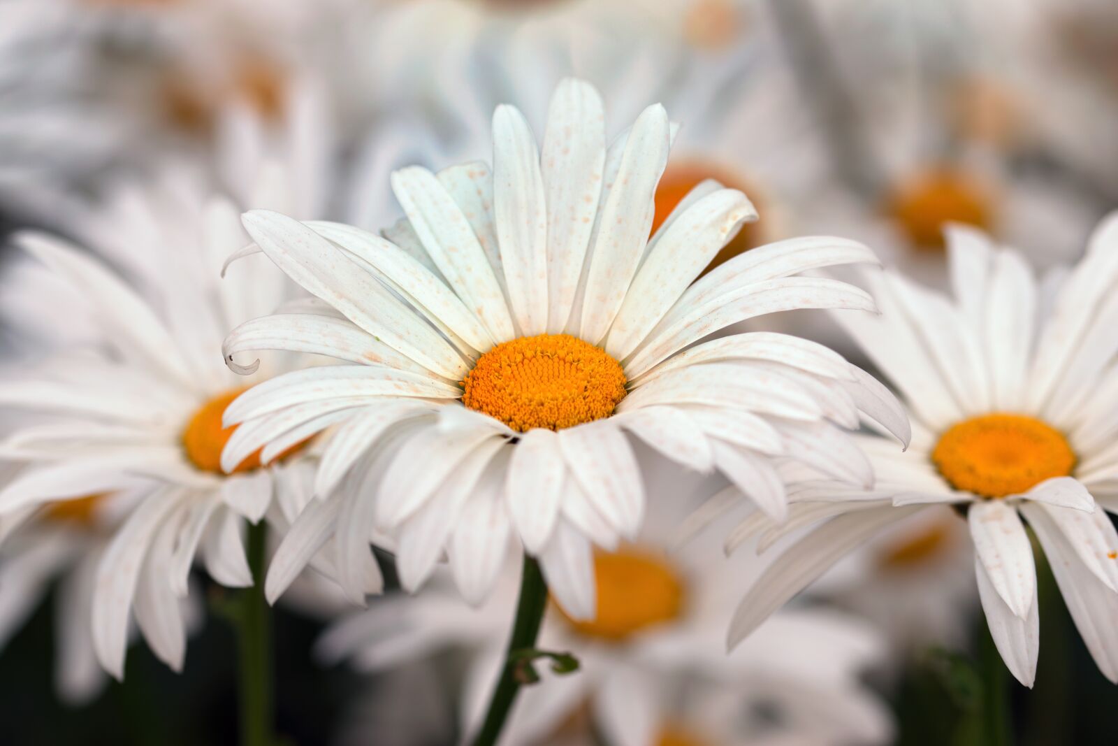 Nikon D5300 sample photo. Flowers, daisy, daisies photography