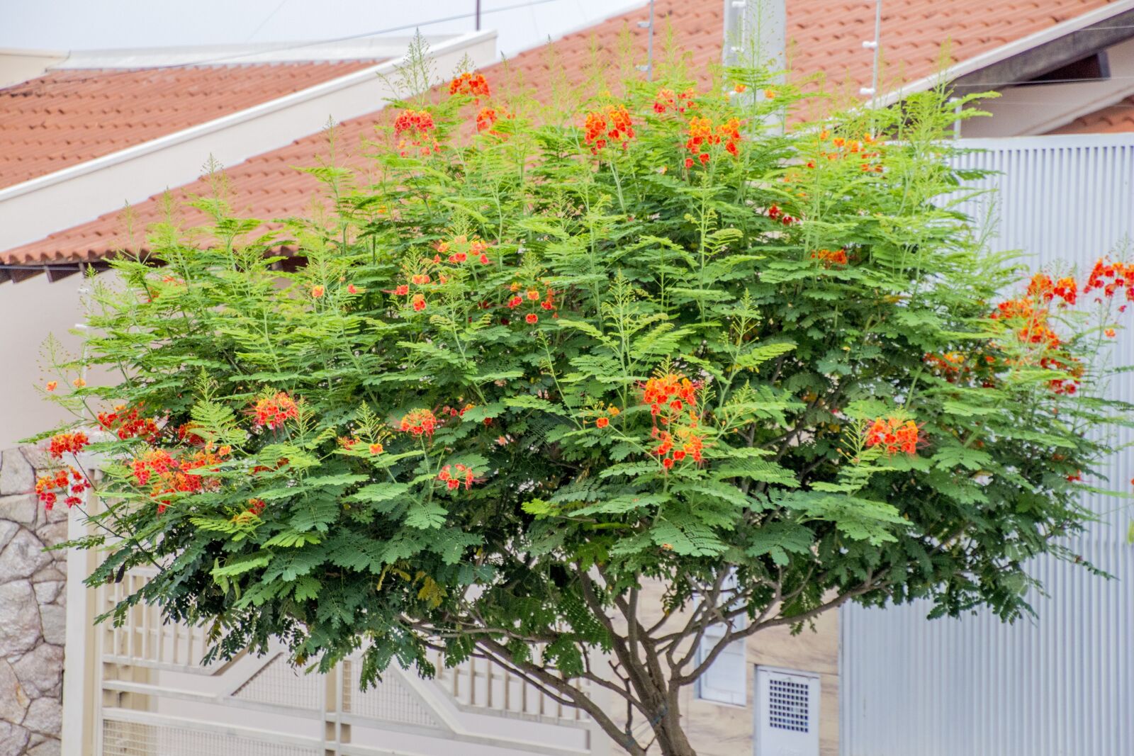 Canon EOS 700D (EOS Rebel T5i / EOS Kiss X7i) sample photo. Flamboyant, flower, flowers photography