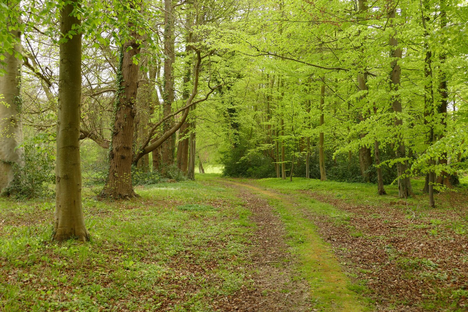 Panasonic Lumix DMC-FZ1000 sample photo. Forest, tree, green photography