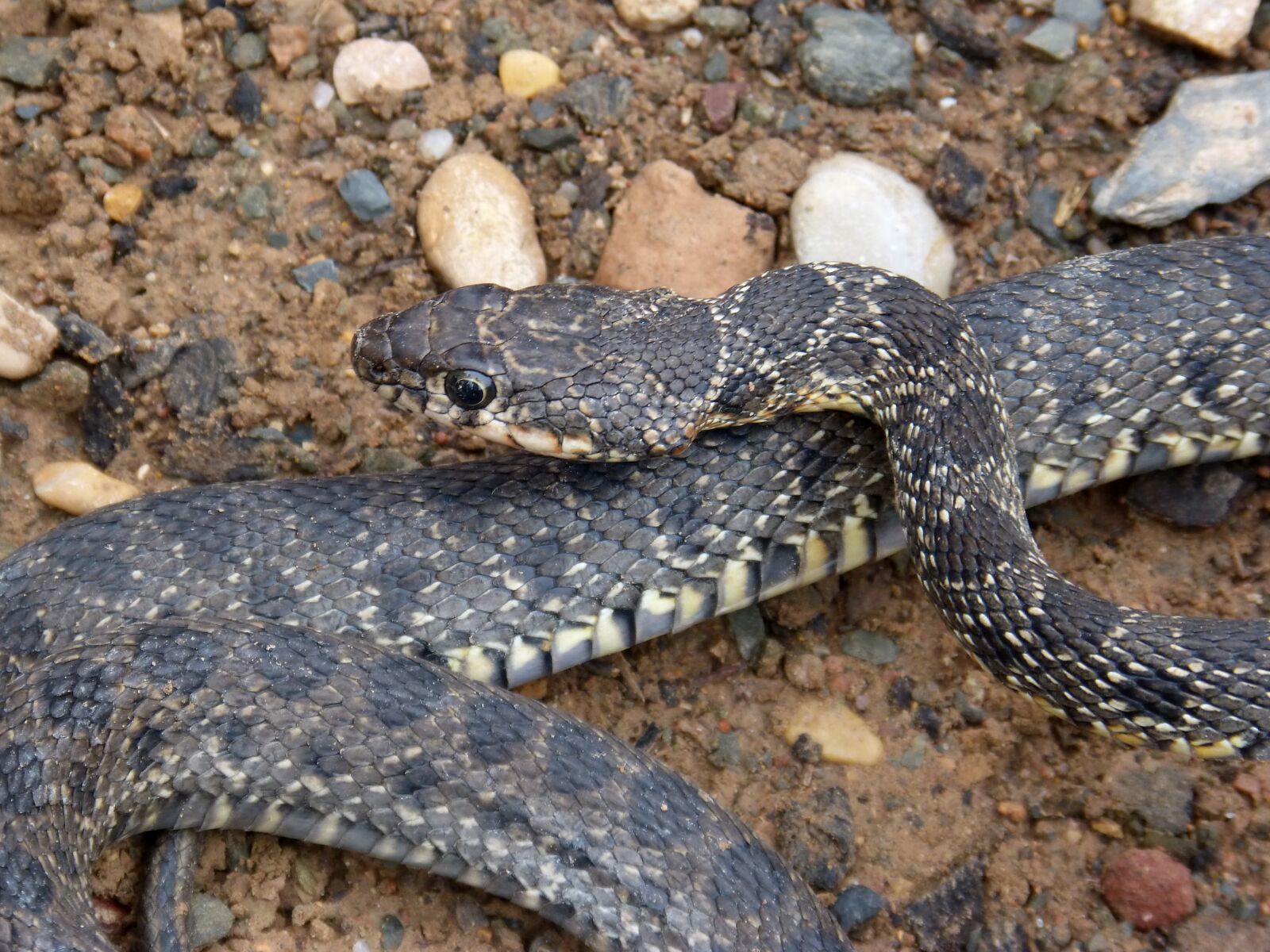 Panasonic DMC-FZ62 sample photo. Snake, threat, legua bifida photography