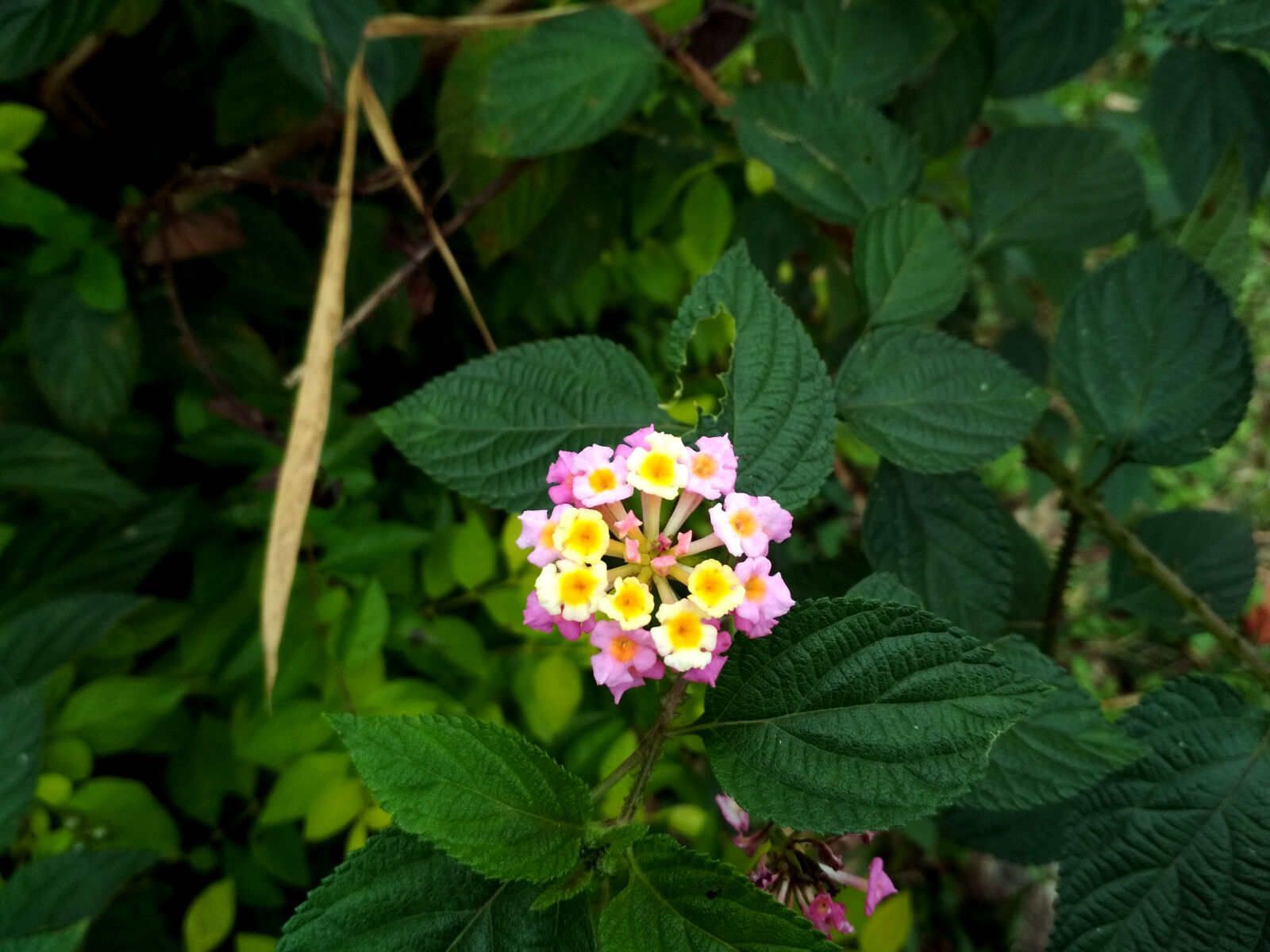 Xiaomi Redmi 4 Pro sample photo. Beautiful, flowers photography