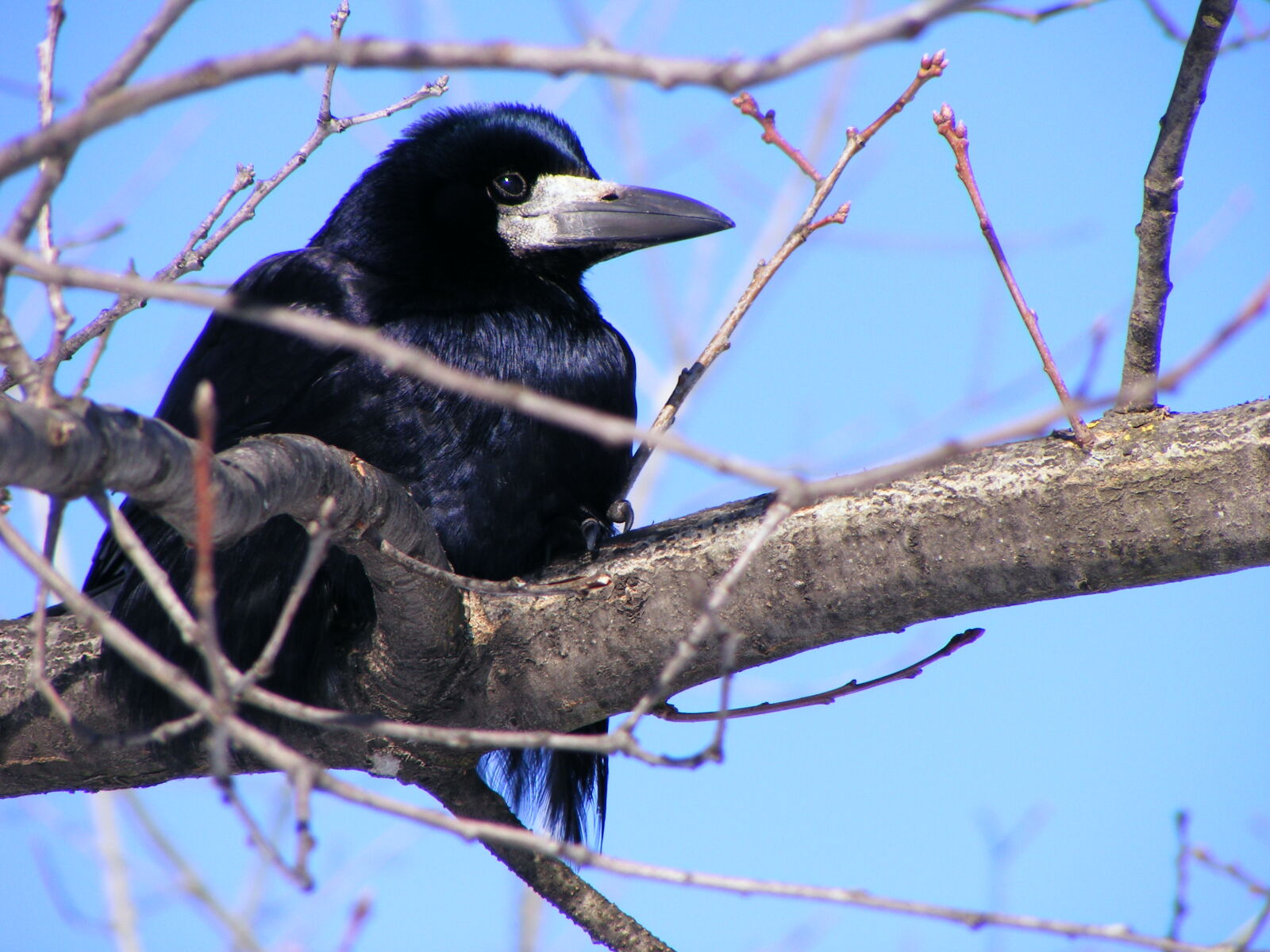 Fujifilm FinePix S5700 S700 sample photo