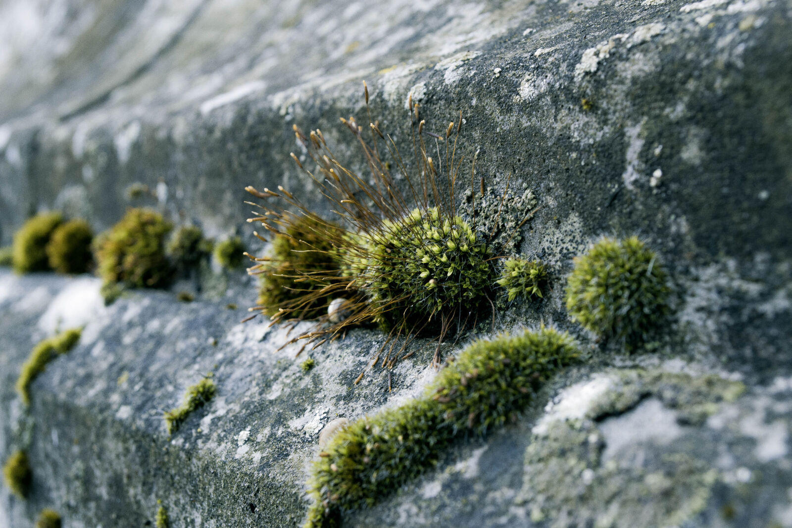 Nikon D3100 sample photo. Nature, art, urban, concrete photography