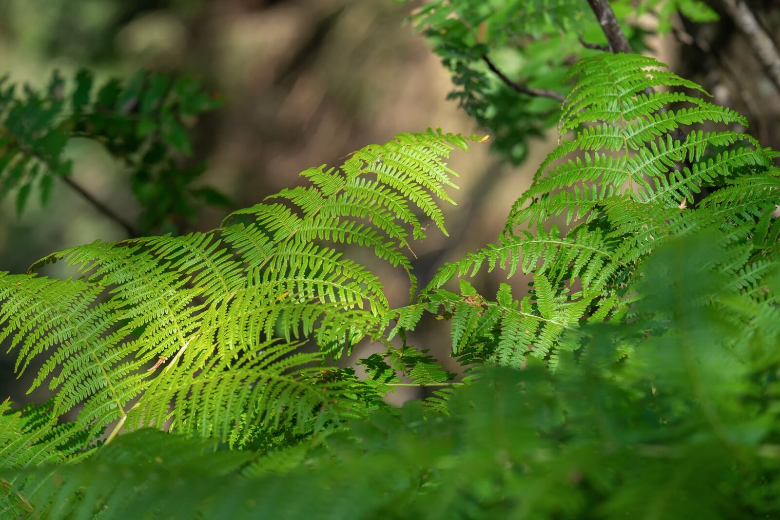 Fujifilm X-T10 sample photo. Fern, nature, green photography