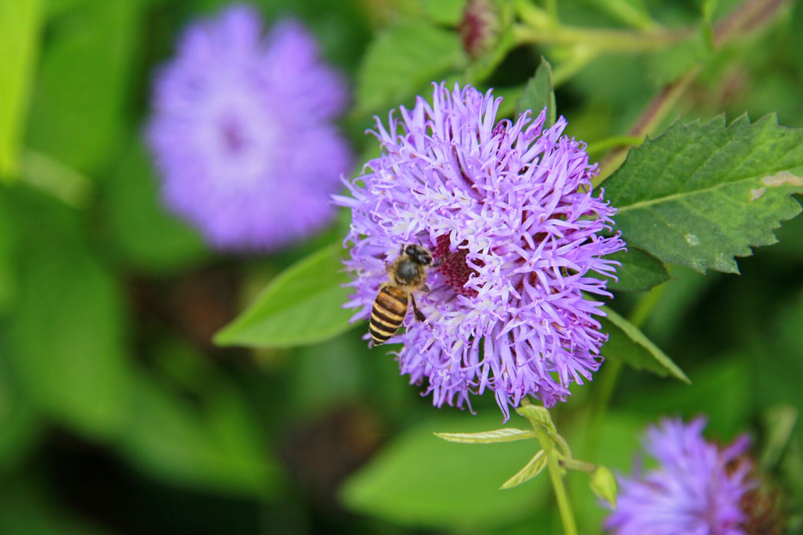 Canon EF-S 18-200mm F3.5-5.6 IS sample photo. Flowers, bee, insects photography