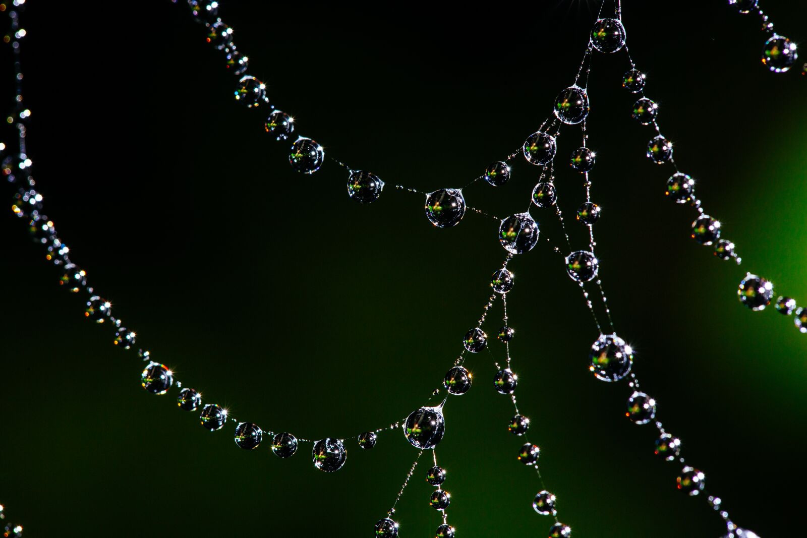 Canon EF 100mm F2.8L Macro IS USM sample photo. Spider web, bokeh, dew photography