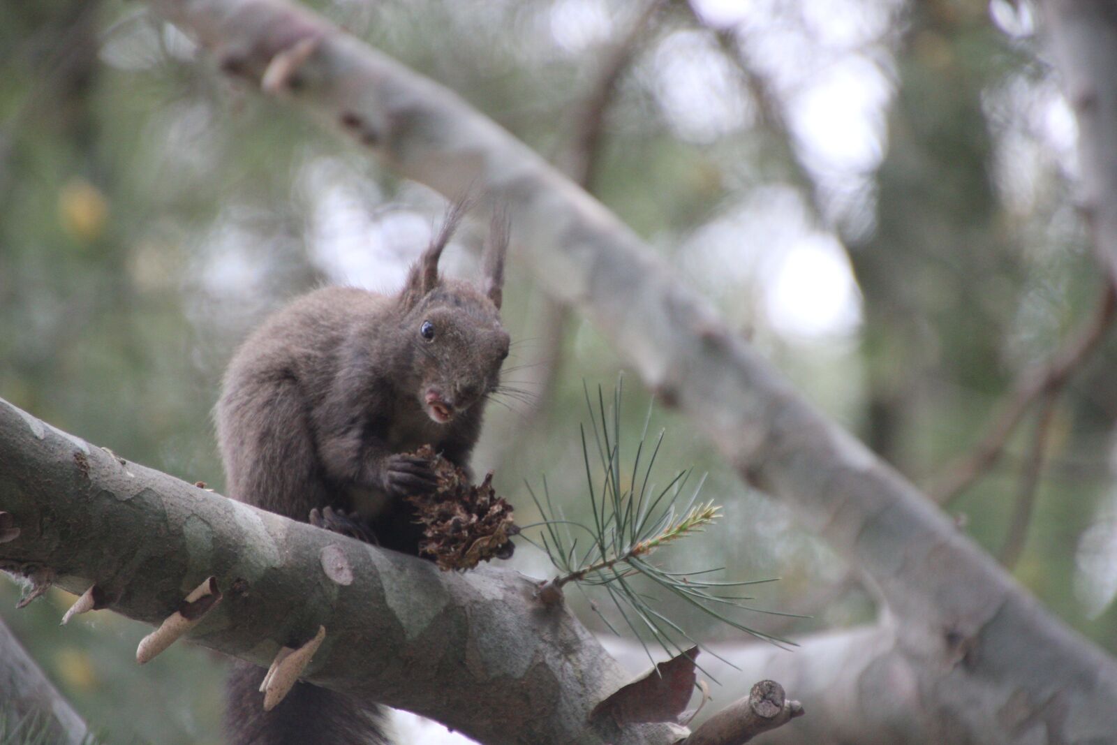 Canon EOS 600D (Rebel EOS T3i / EOS Kiss X5) sample photo. Squirrel, animal, rodent photography