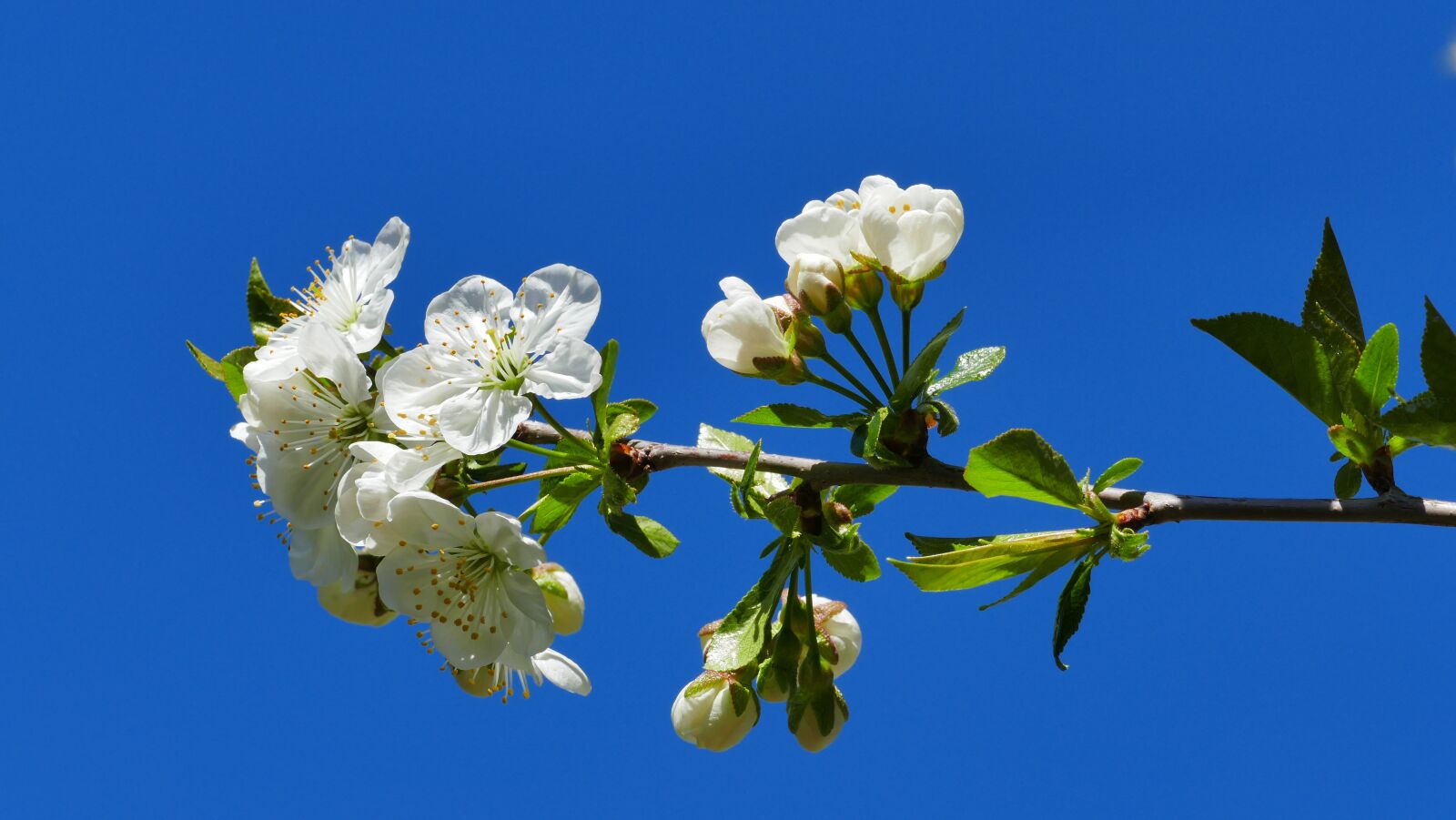 Panasonic Lumix DMC-FZ1000 sample photo. Cherry, flowers, spring photography